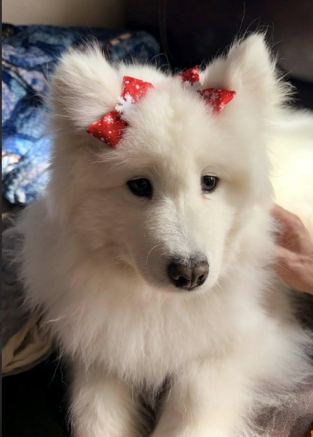 Enlarge Laney, an adopted Samoyed in Milwaukee, WI image 4/6