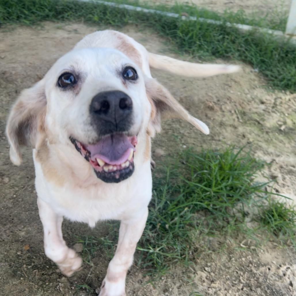 Dusty, Adoptable, Senior Male Beagle.