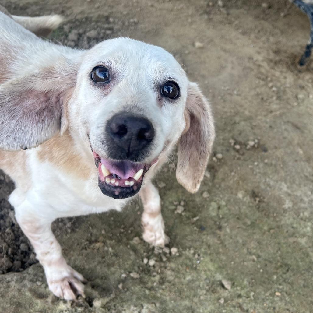 Dusty, a Adoptable Beagle in West Point, MS image 3/3