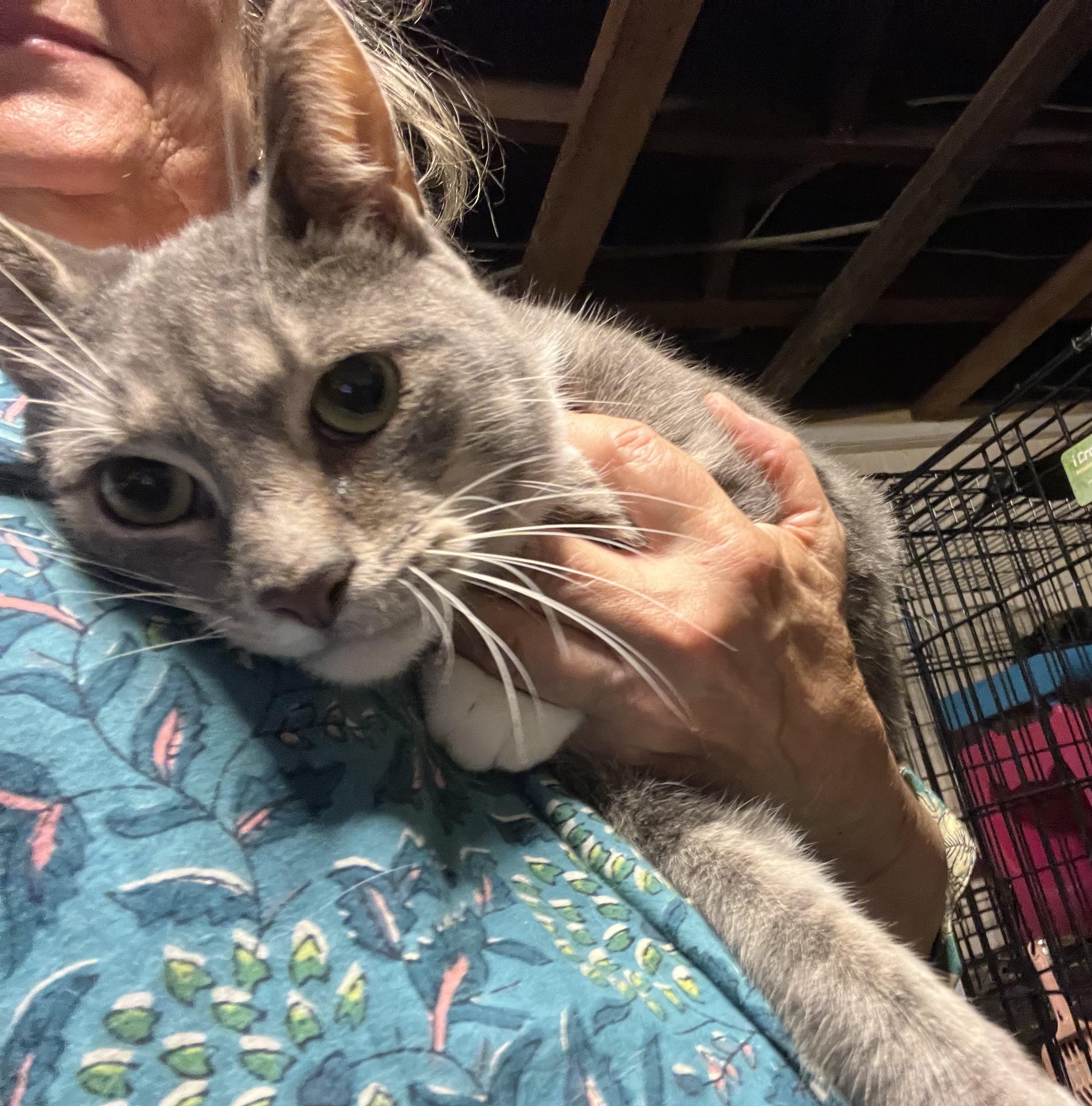 Enlarge Zane, an adopted Domestic Short Hair in Providence, RI image 1/5