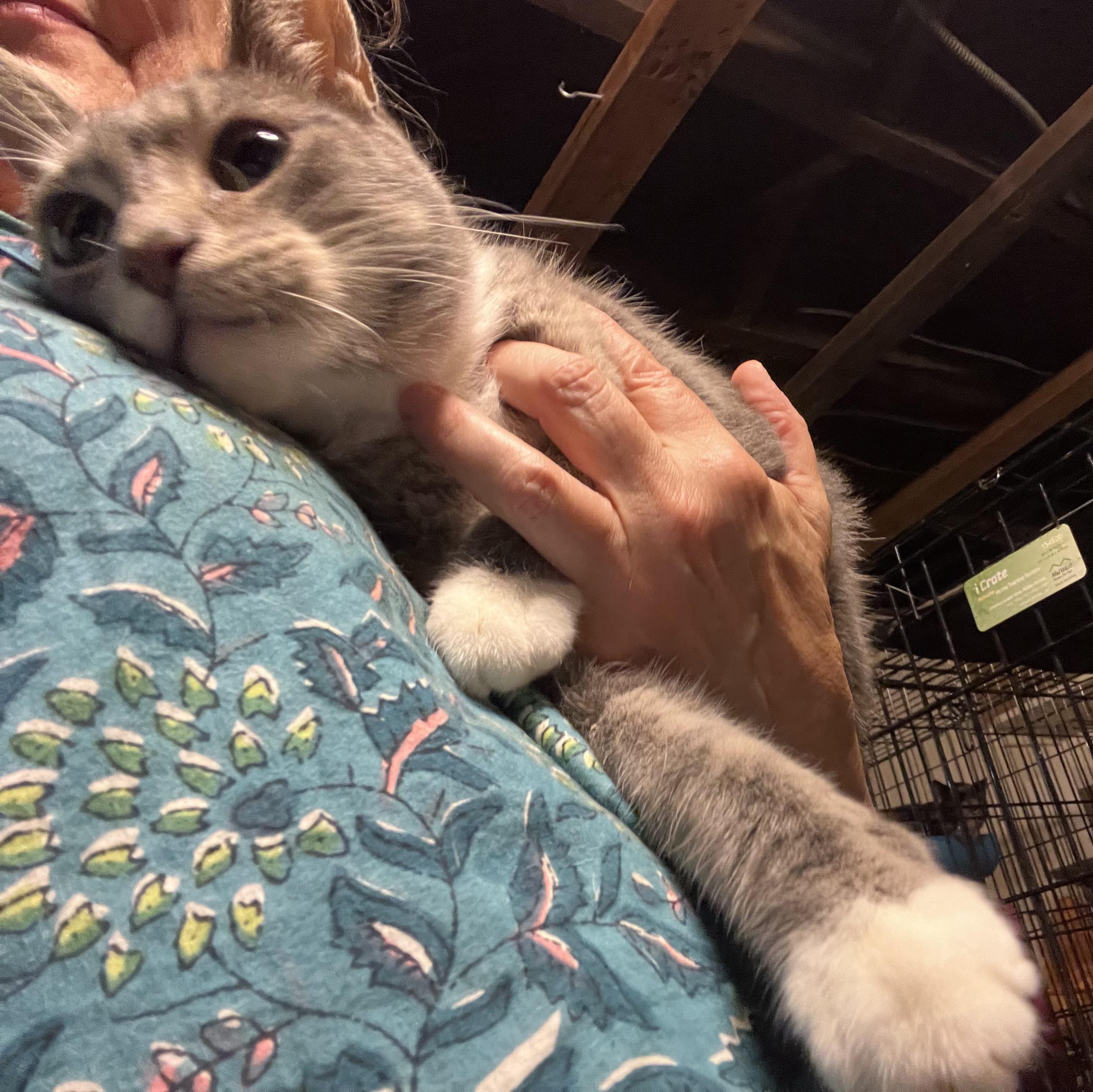 Enlarge Zane, an adopted Domestic Short Hair in Providence, RI image 2/5