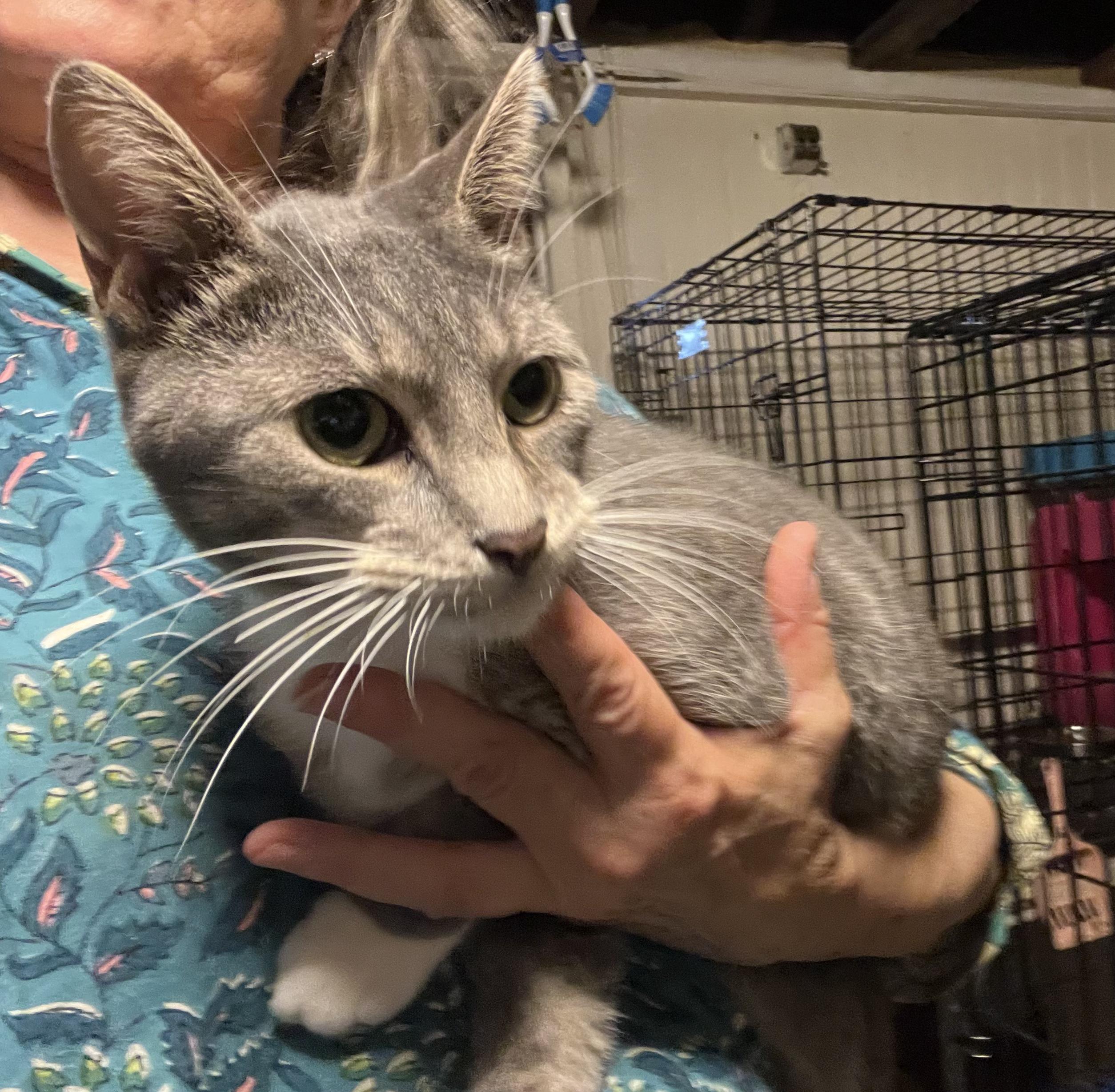 Enlarge Zane, an adopted Domestic Short Hair in Providence, RI image 3/5