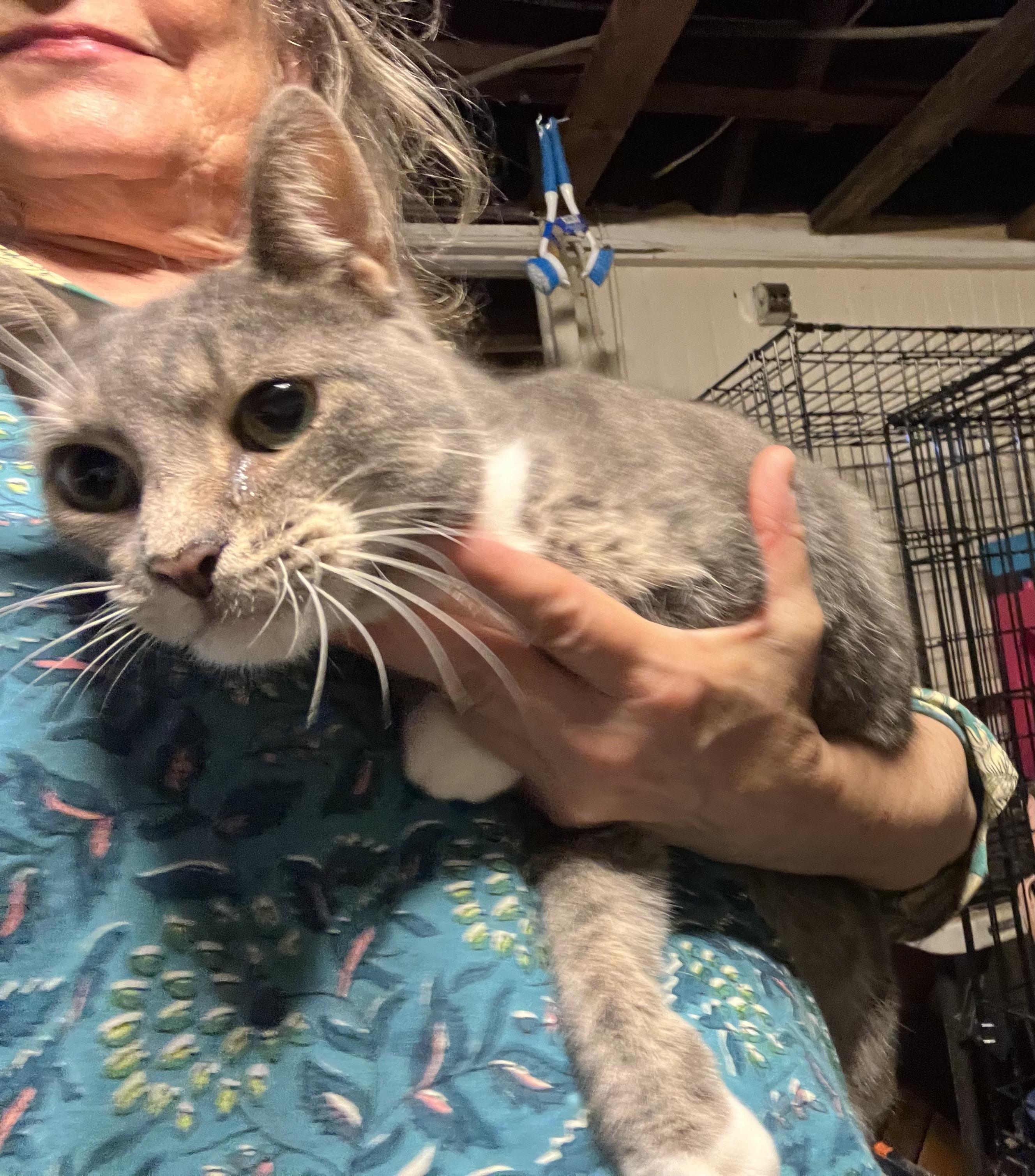 Enlarge Zane, an adopted Domestic Short Hair in Providence, RI image 4/5