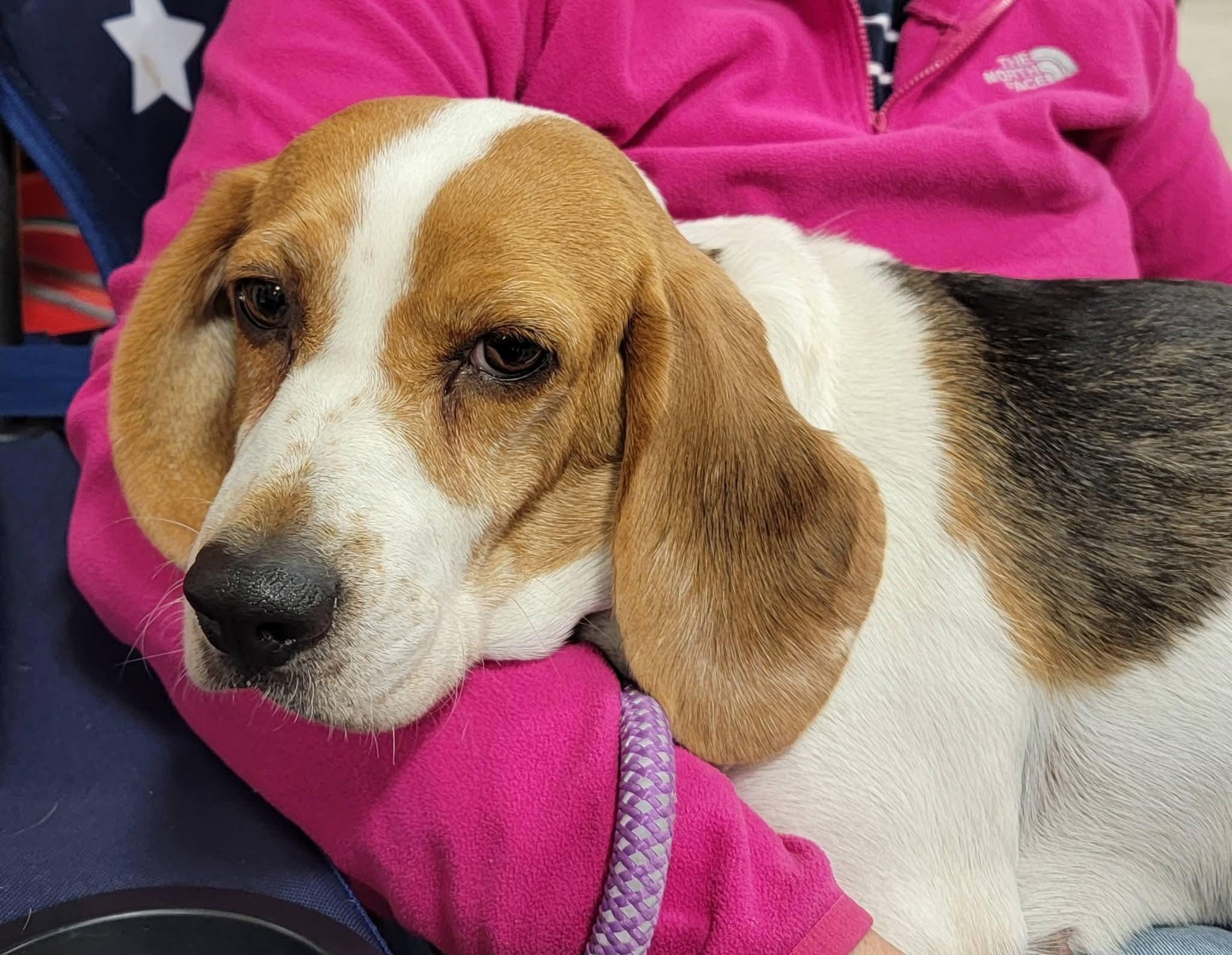 Enlarge Anika, an adopted Beagle in Sioux City, IA image 6/6