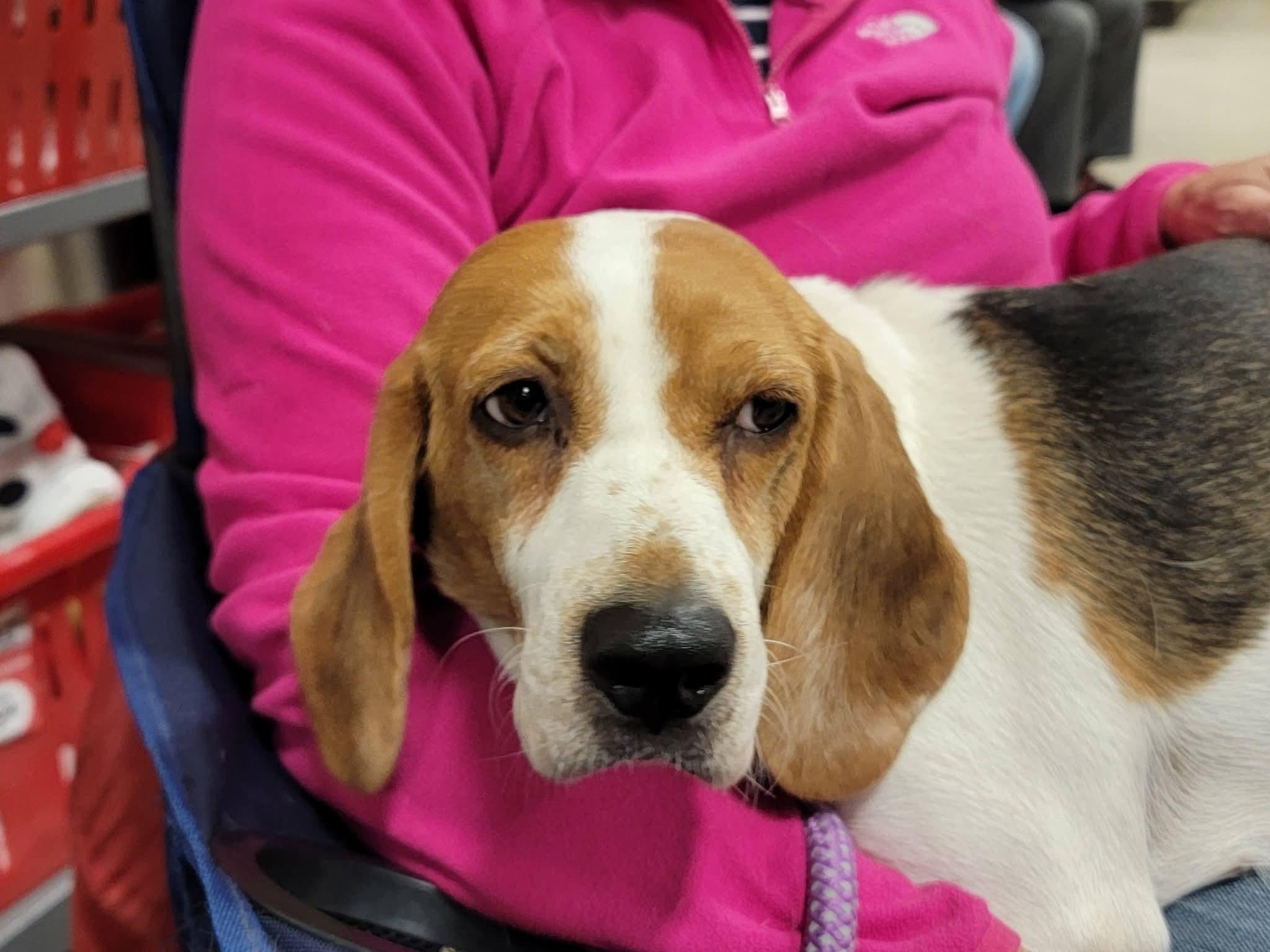 Enlarge Anika, an adopted Beagle in Sioux City, IA image 2/6