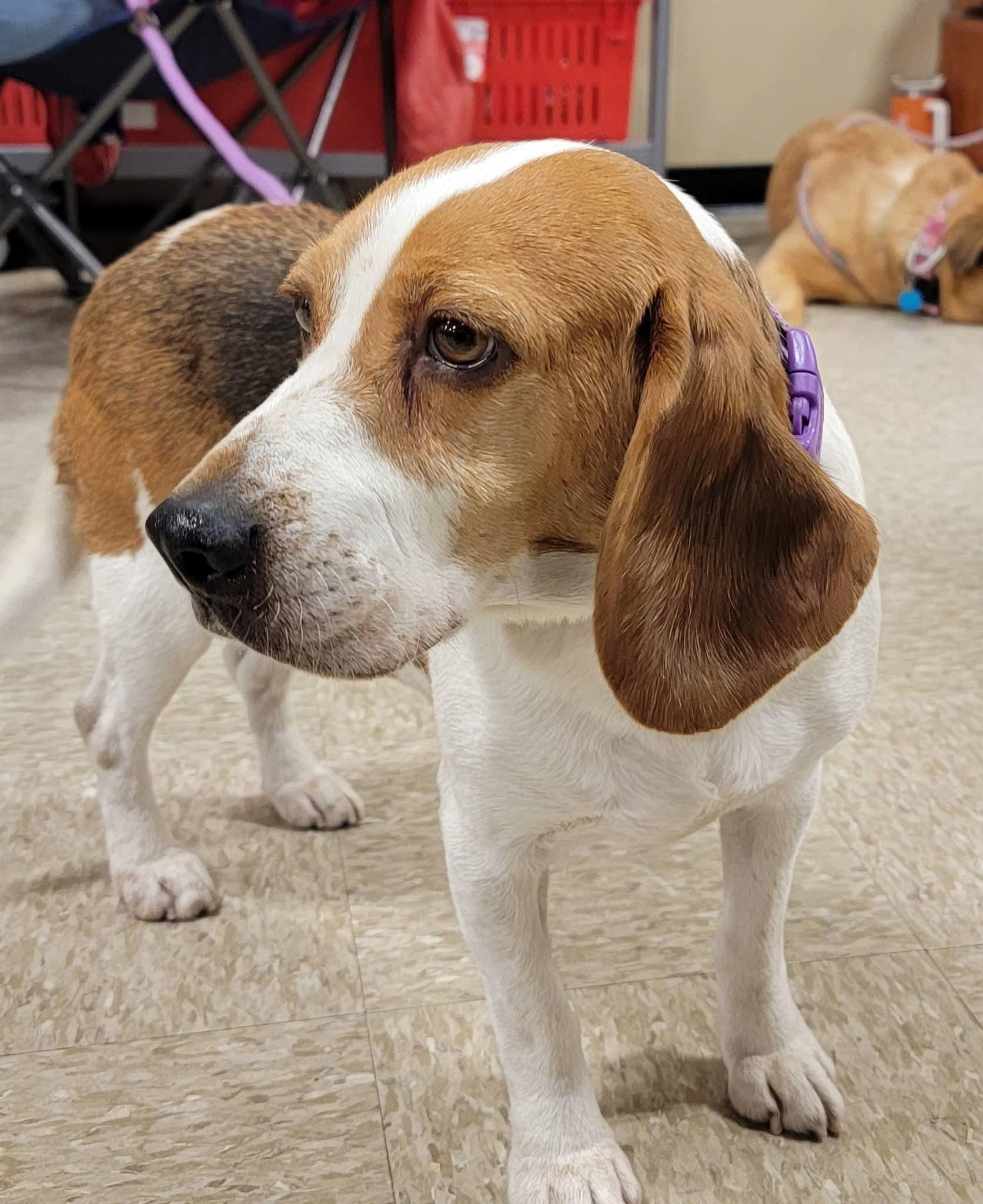 Enlarge Anika, an adopted Beagle in Sioux City, IA image 3/6