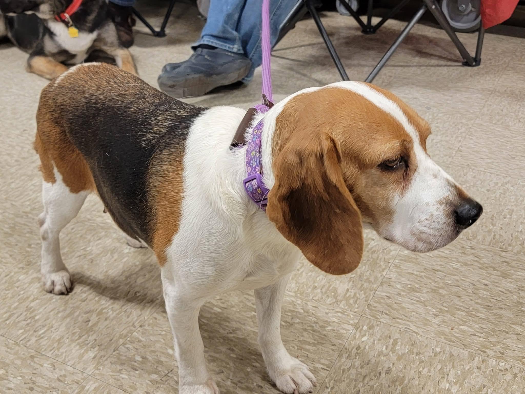 Anika, adopted, Adult Female Beagle.