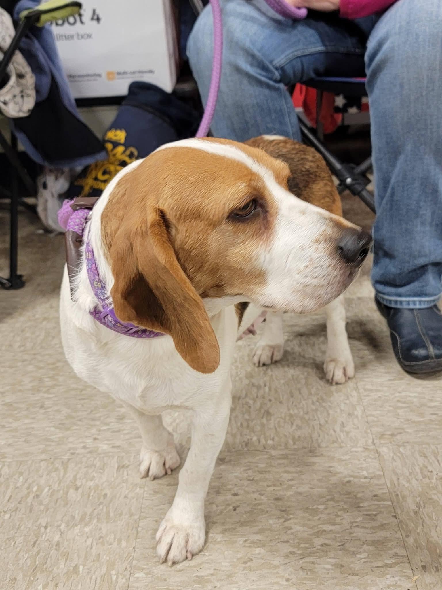 Enlarge Anika, an adopted Beagle in Sioux City, IA image 5/6