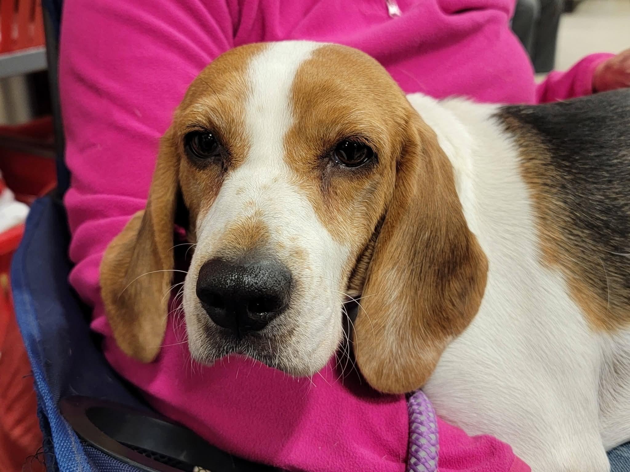 Enlarge Anika, an adopted Beagle in Sioux City, IA image 4/6