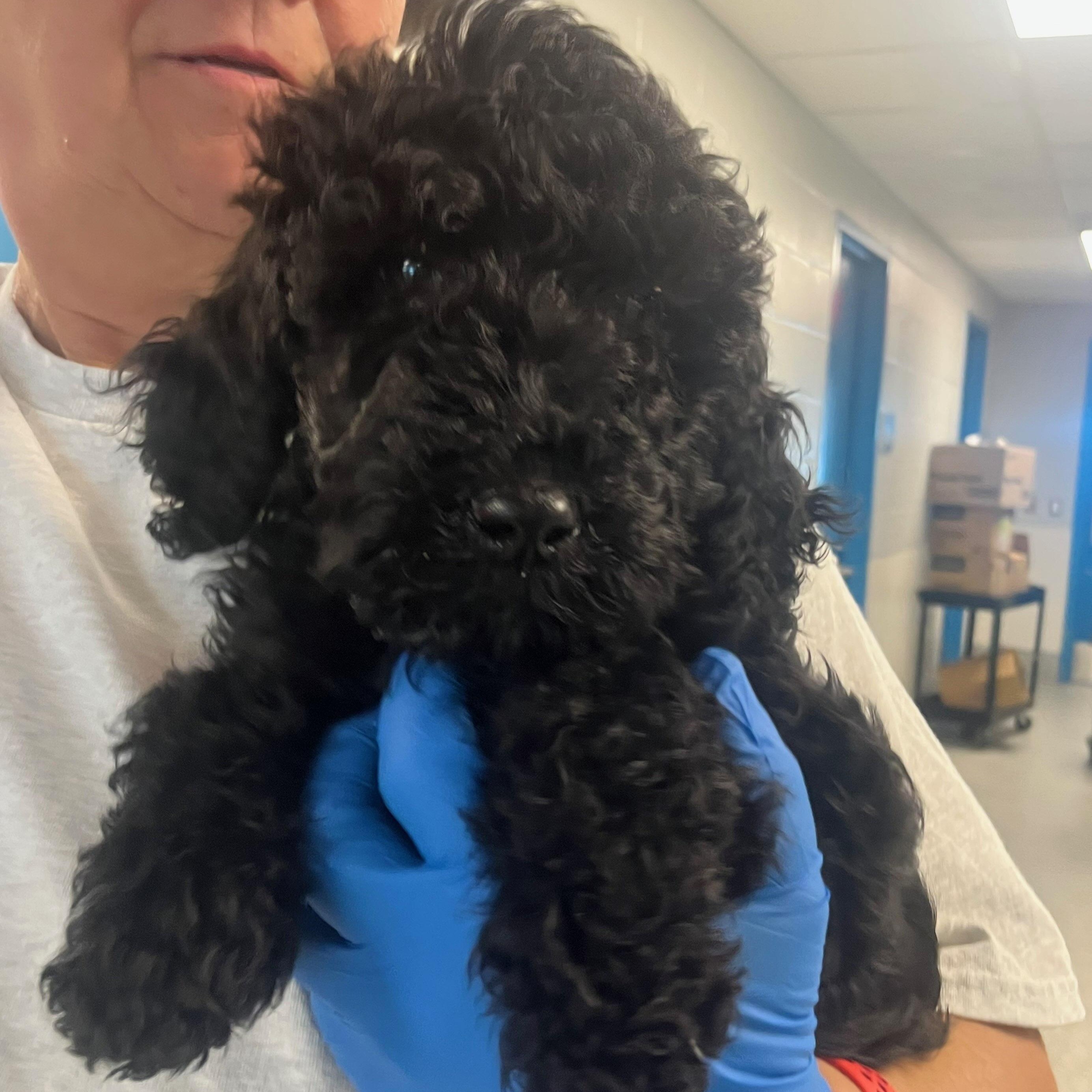 Jackie (ID 50539/719), adopted, Puppy Female Labradoodle & Miniature Poodle.
