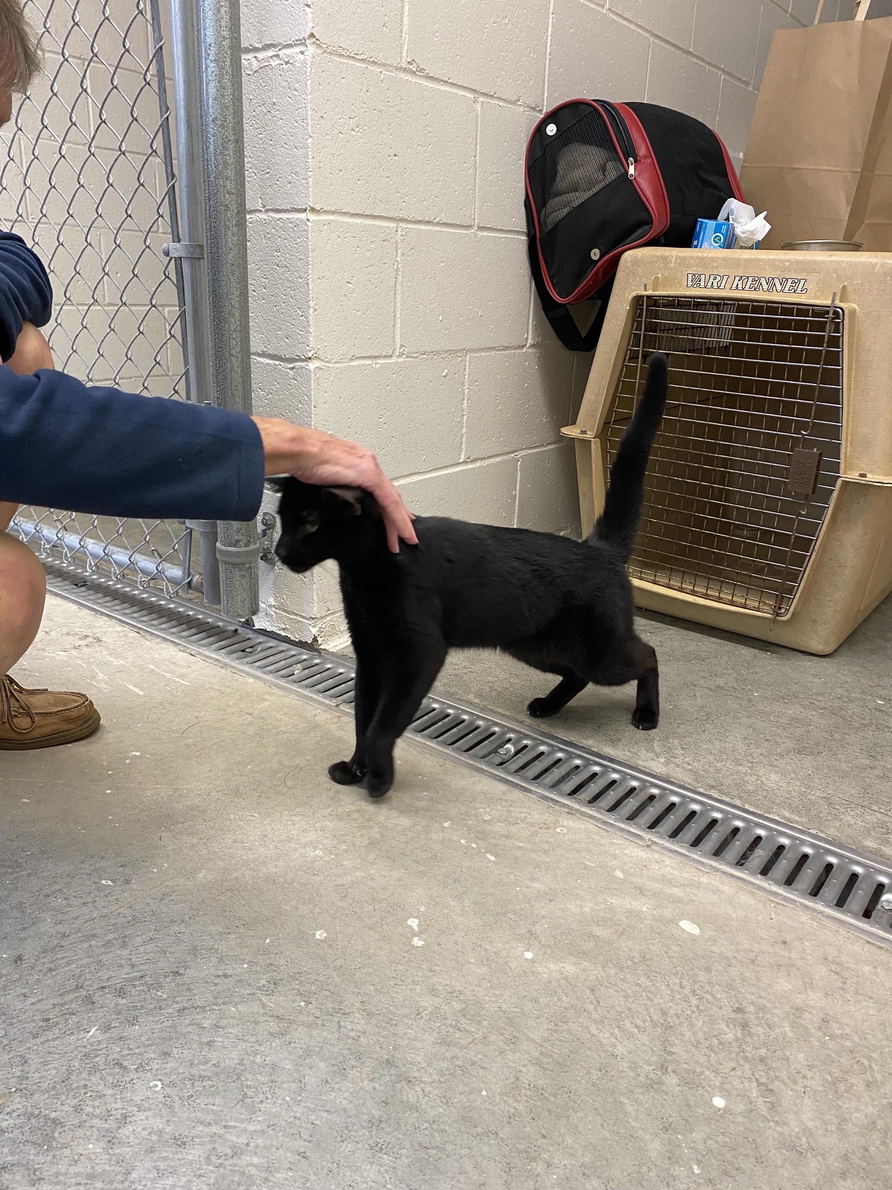 Enlarge Cole, a Adoptable Domestic Short Hair in Salisbury , CT image 1/6