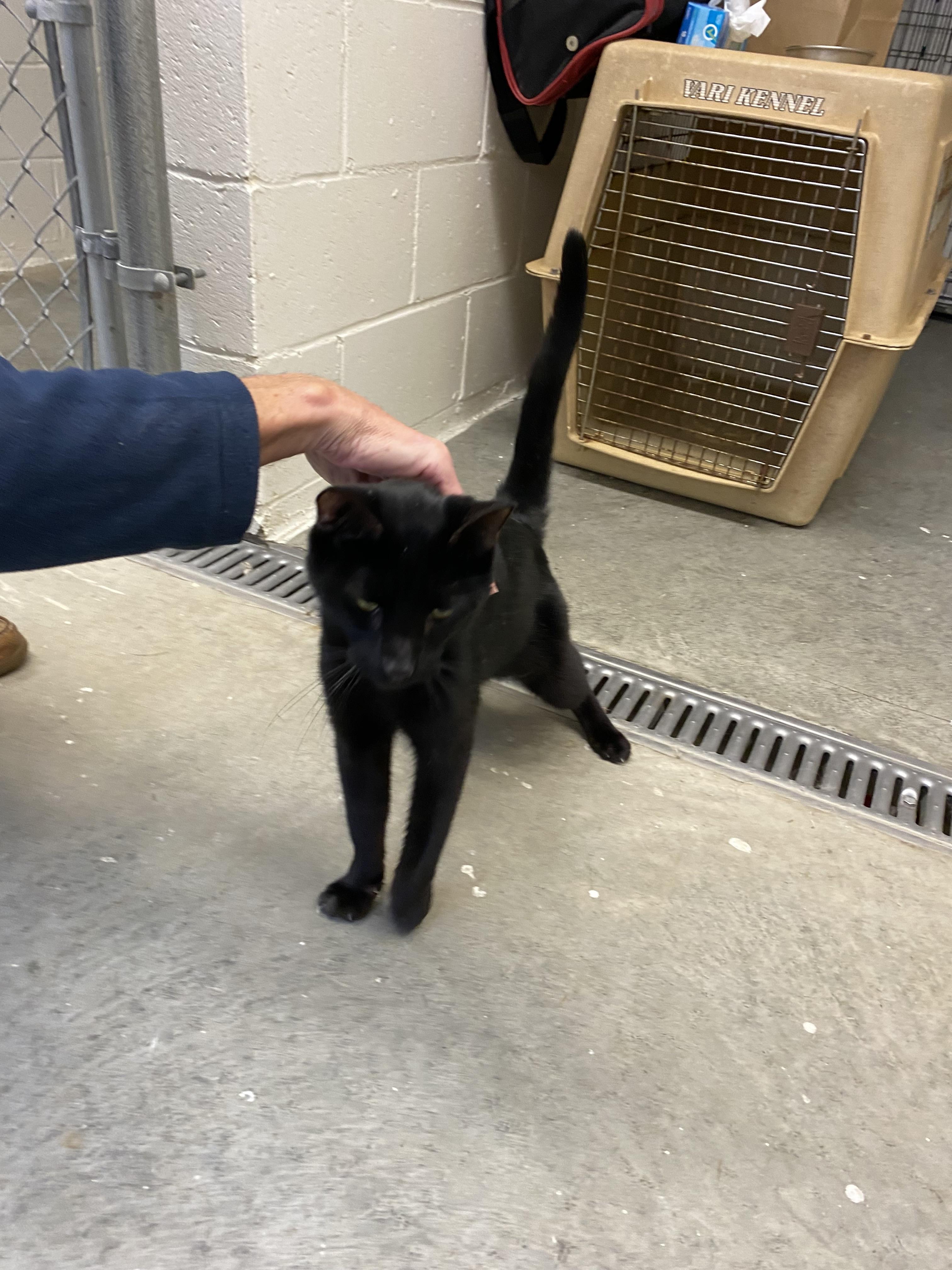 Enlarge Cole, a Adoptable Domestic Short Hair in Salisbury , CT image 2/6