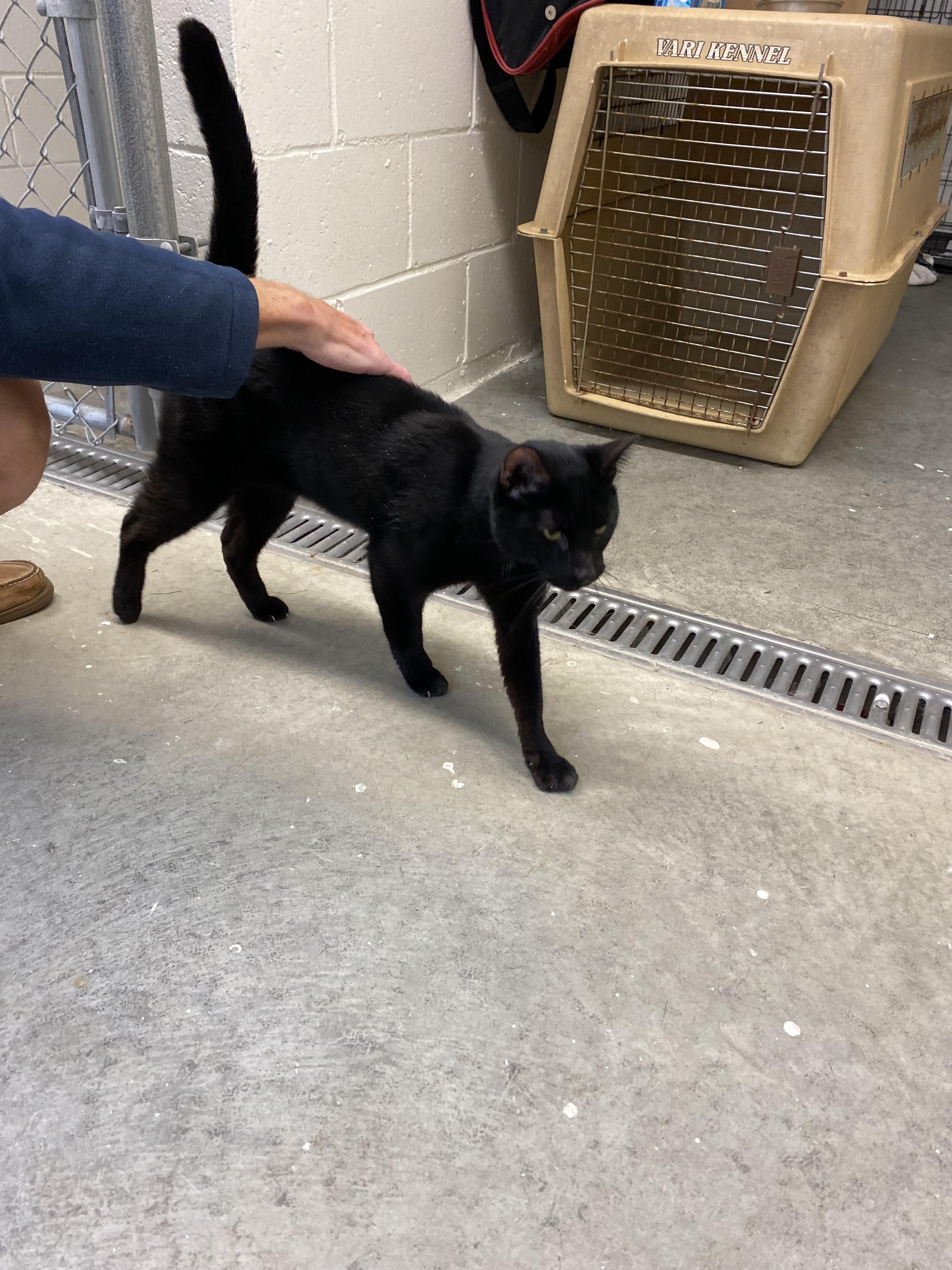 Enlarge Cole, a Adoptable Domestic Short Hair in Salisbury , CT image 3/6