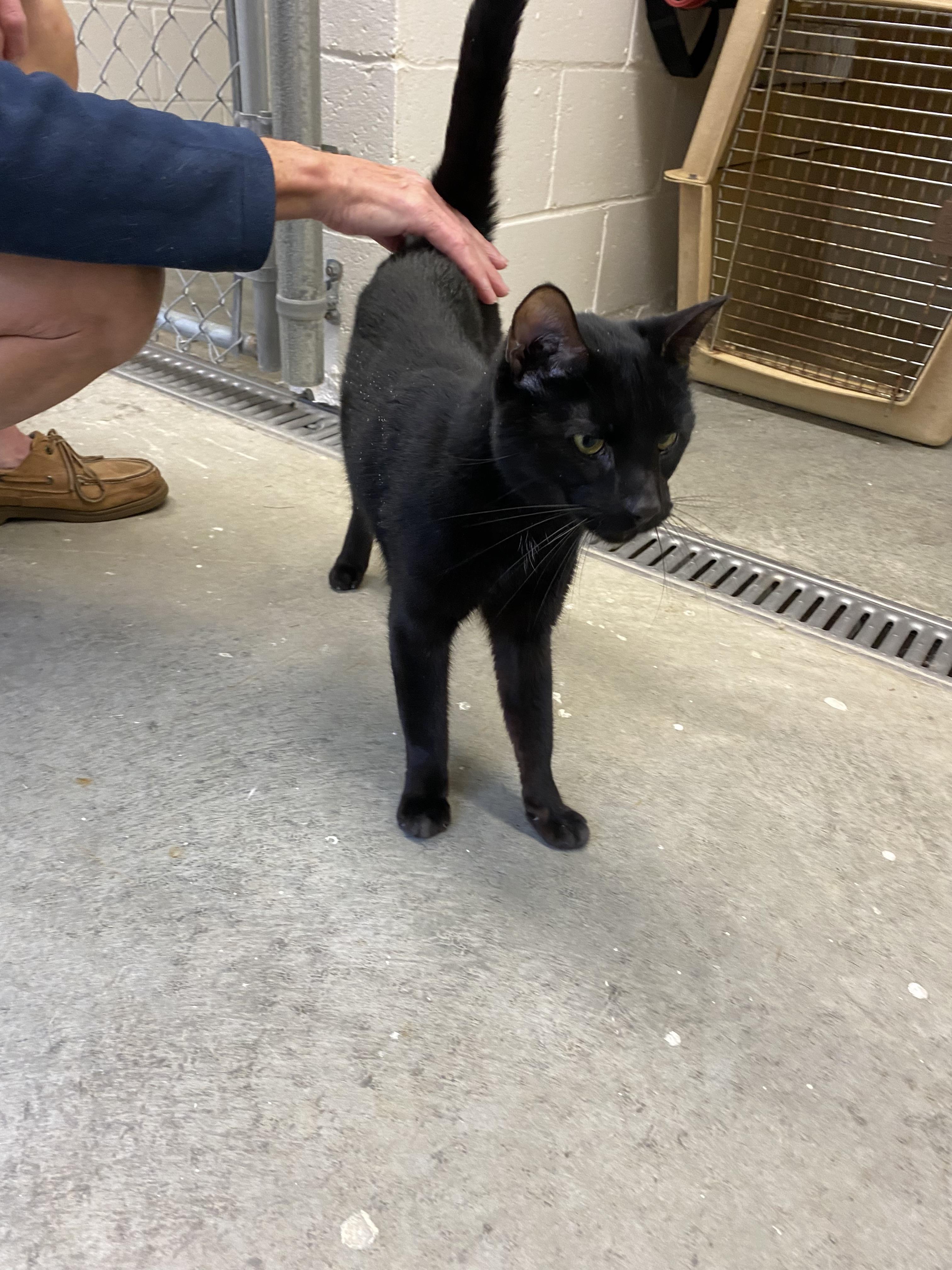 Enlarge Cole, a Adoptable Domestic Short Hair in Salisbury , CT image 4/6