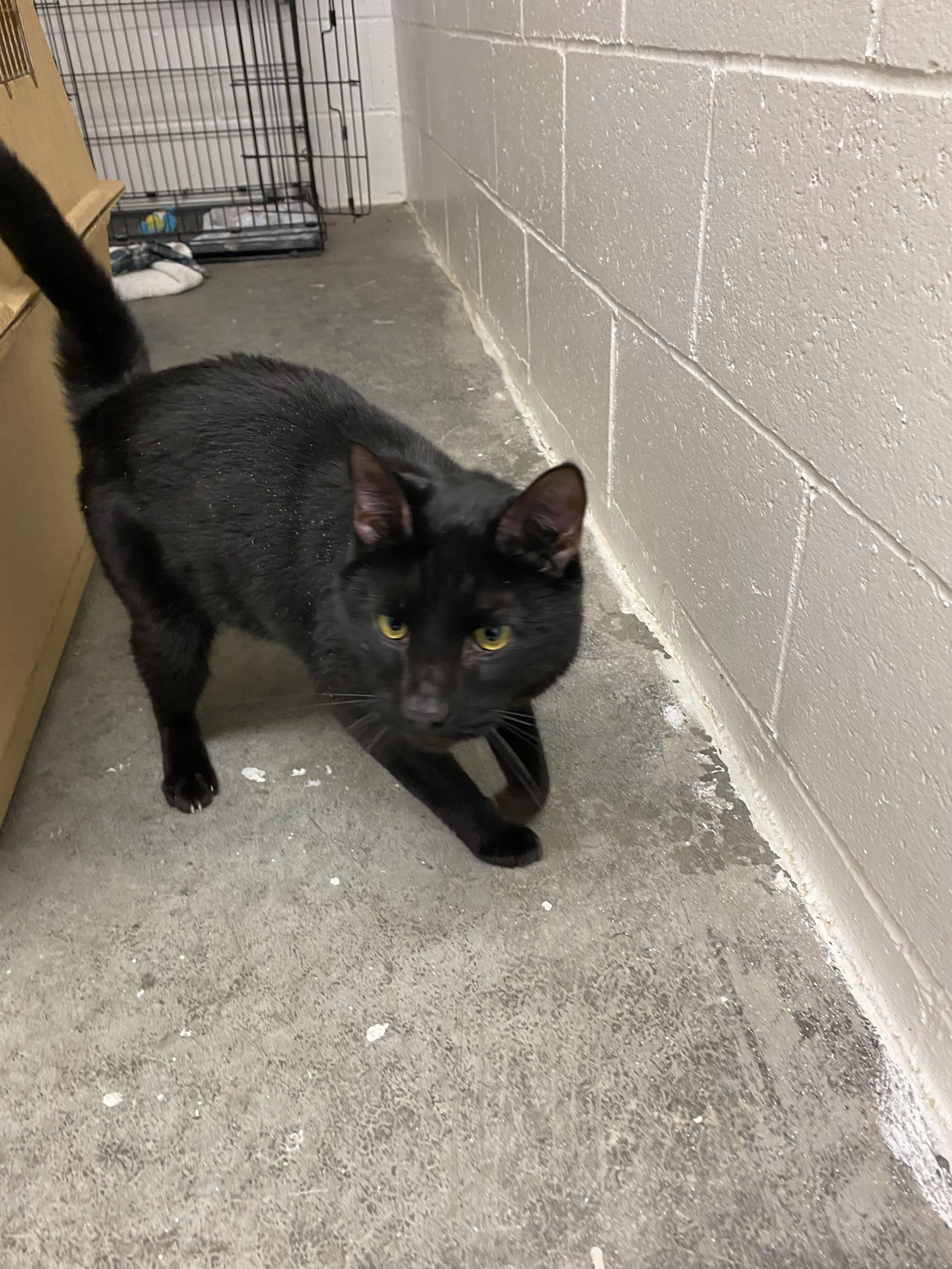 Enlarge Cole, a Adoptable Domestic Short Hair in Salisbury , CT image 5/6