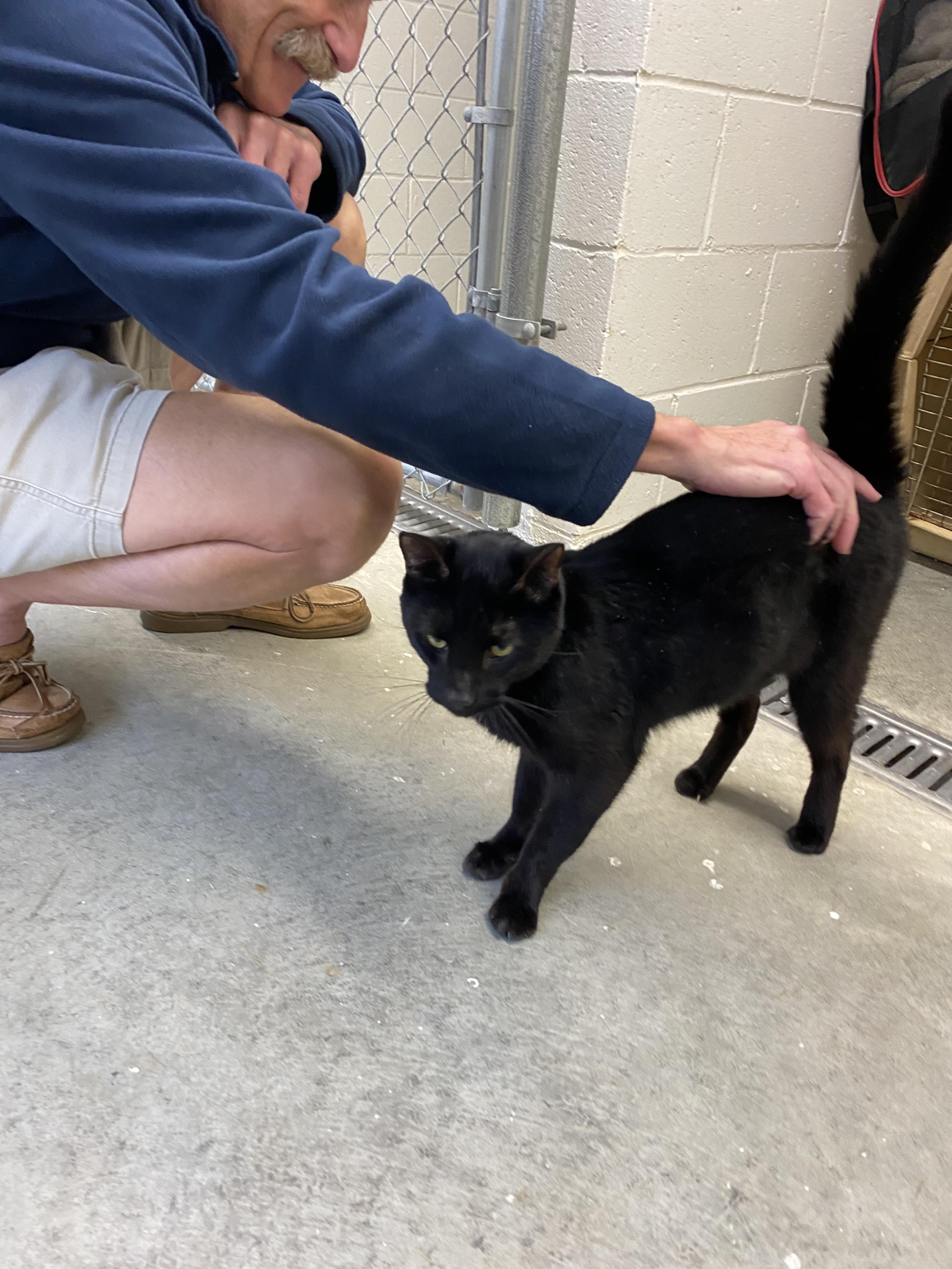 Enlarge Cole, a Adoptable Domestic Short Hair in Salisbury , CT image 6/6
