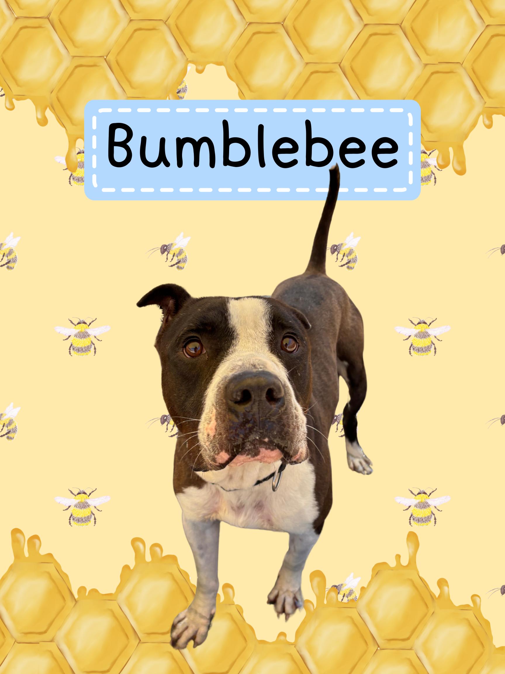 Bumblebee