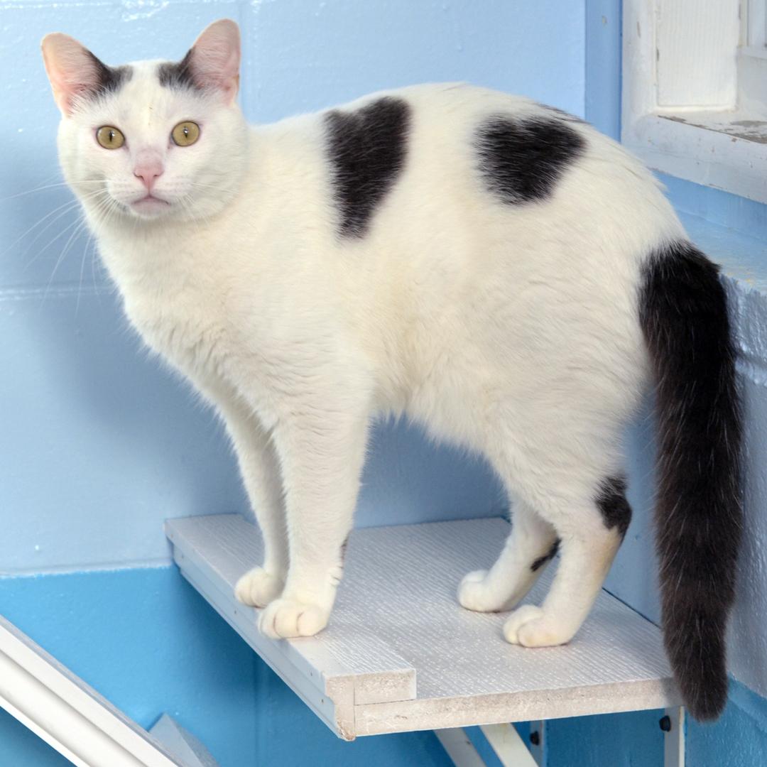 Enlarge Mitten, an adopted mixed breed in Sanford, FL image 2/2