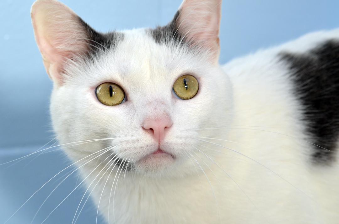 Enlarge Mitten, an adopted mixed breed in Sanford, FL image 1/2