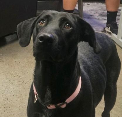 Sally, Adoptable, Young Female Black Labrador Retriever.