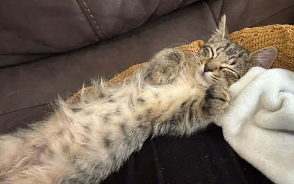 Cake, Adoptable, Kitten Male Domestic Short Hair.