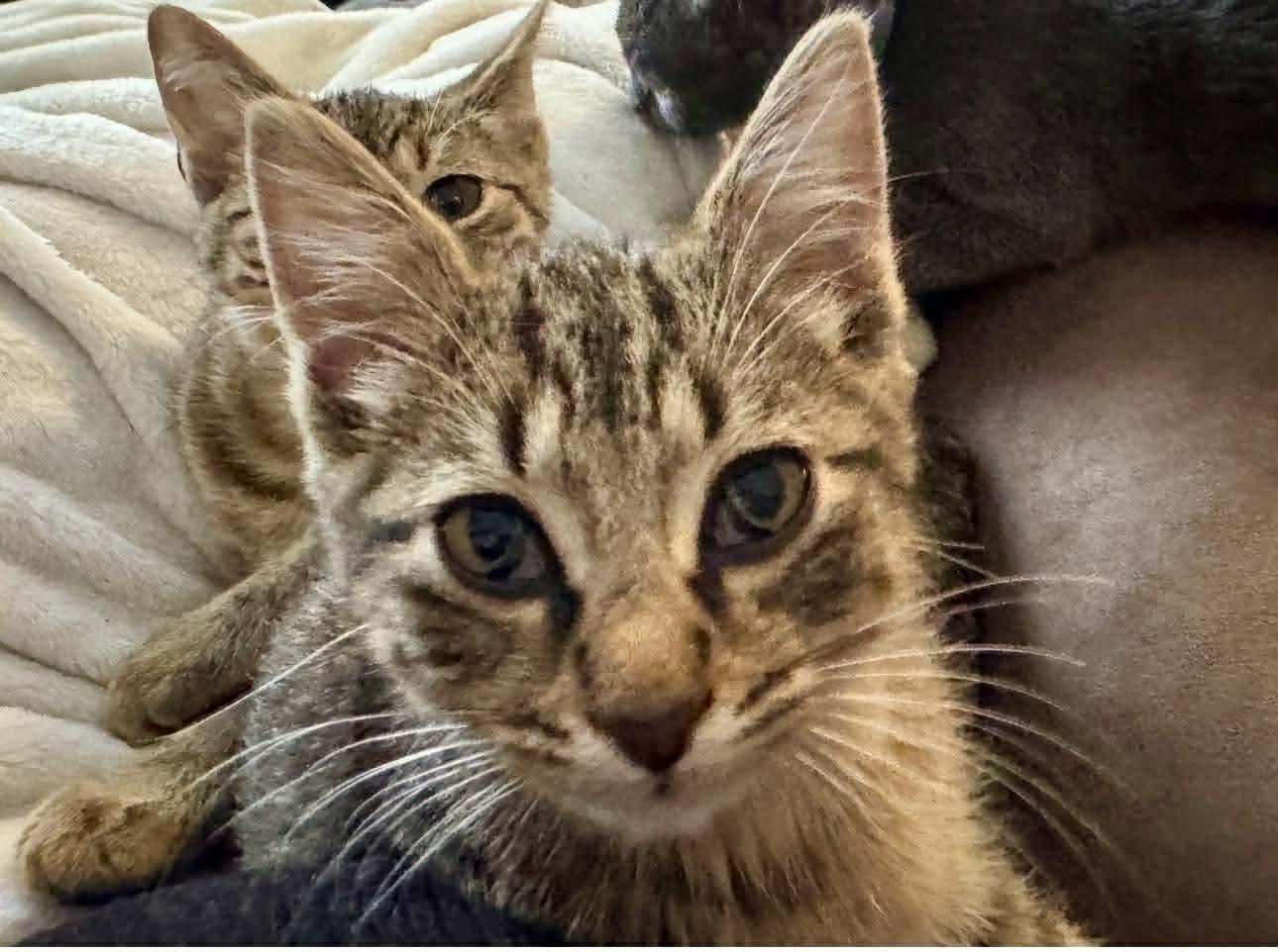 Enlarge Cake, a Adoptable Domestic Short Hair in Fort Oglethorpe, GA image 3/5