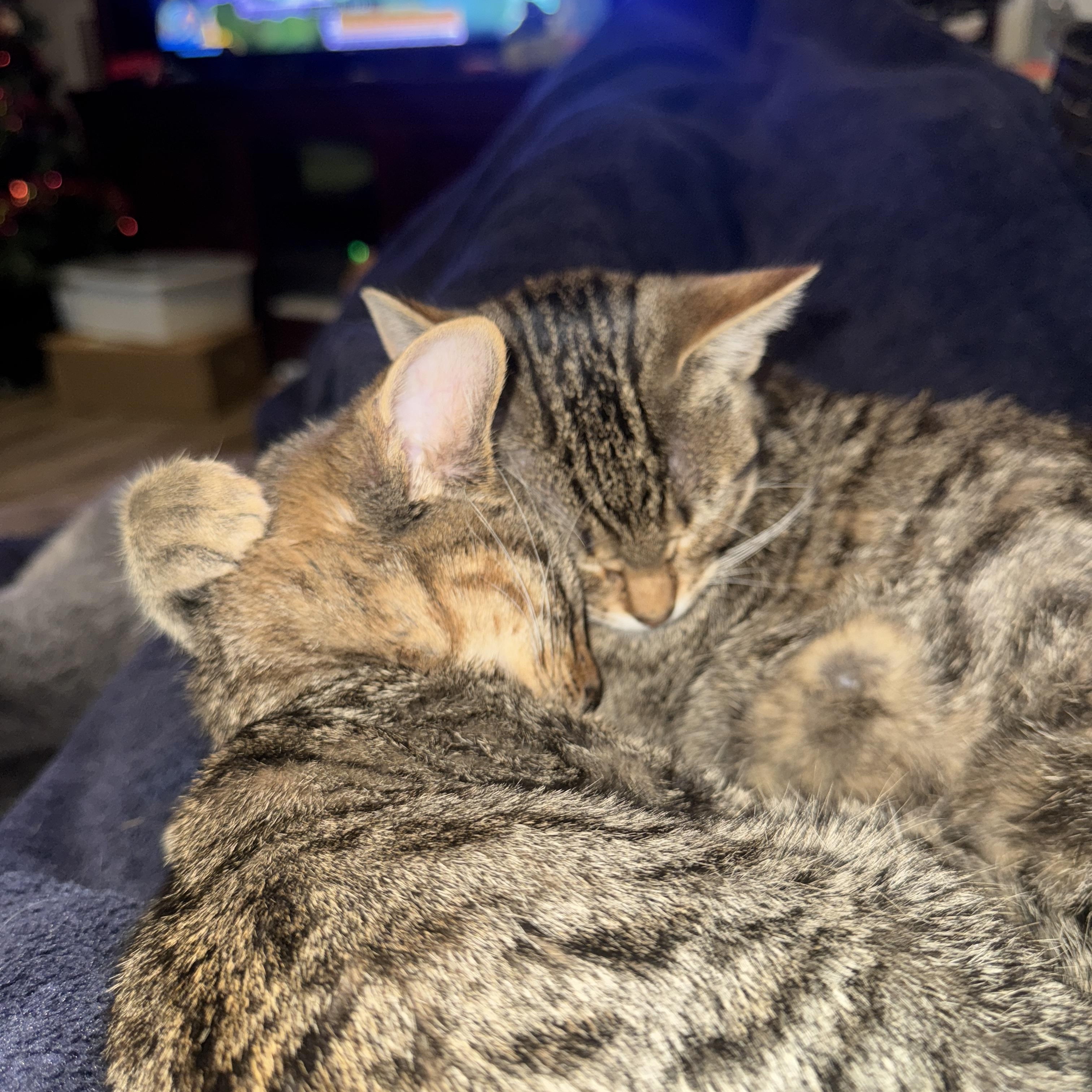 Enlarge Cake, a Adoptable Domestic Short Hair in Fort Oglethorpe, GA image 5/5