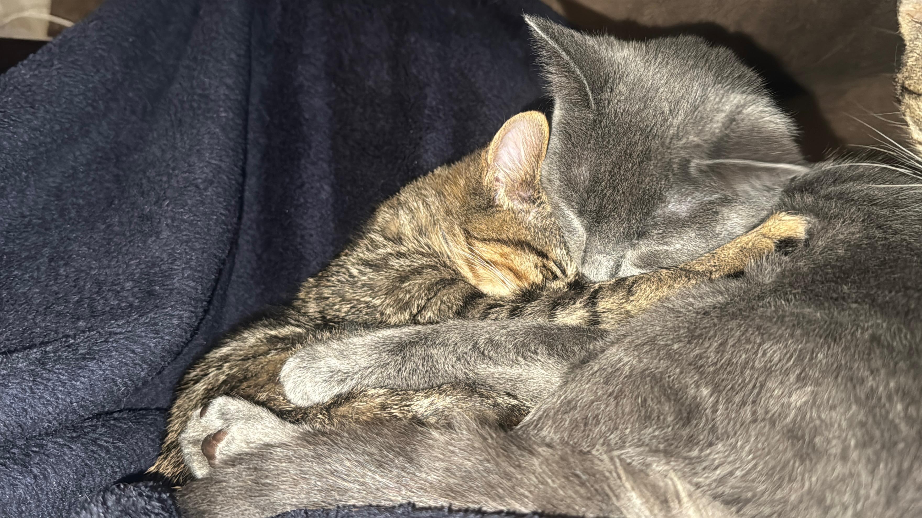 Enlarge Cake, a Adoptable Domestic Short Hair in Fort Oglethorpe, GA image 4/5