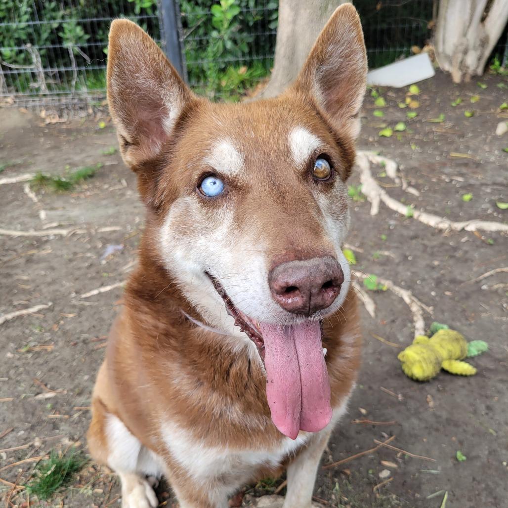 Bradley, Adoptable, Adult Male Husky.