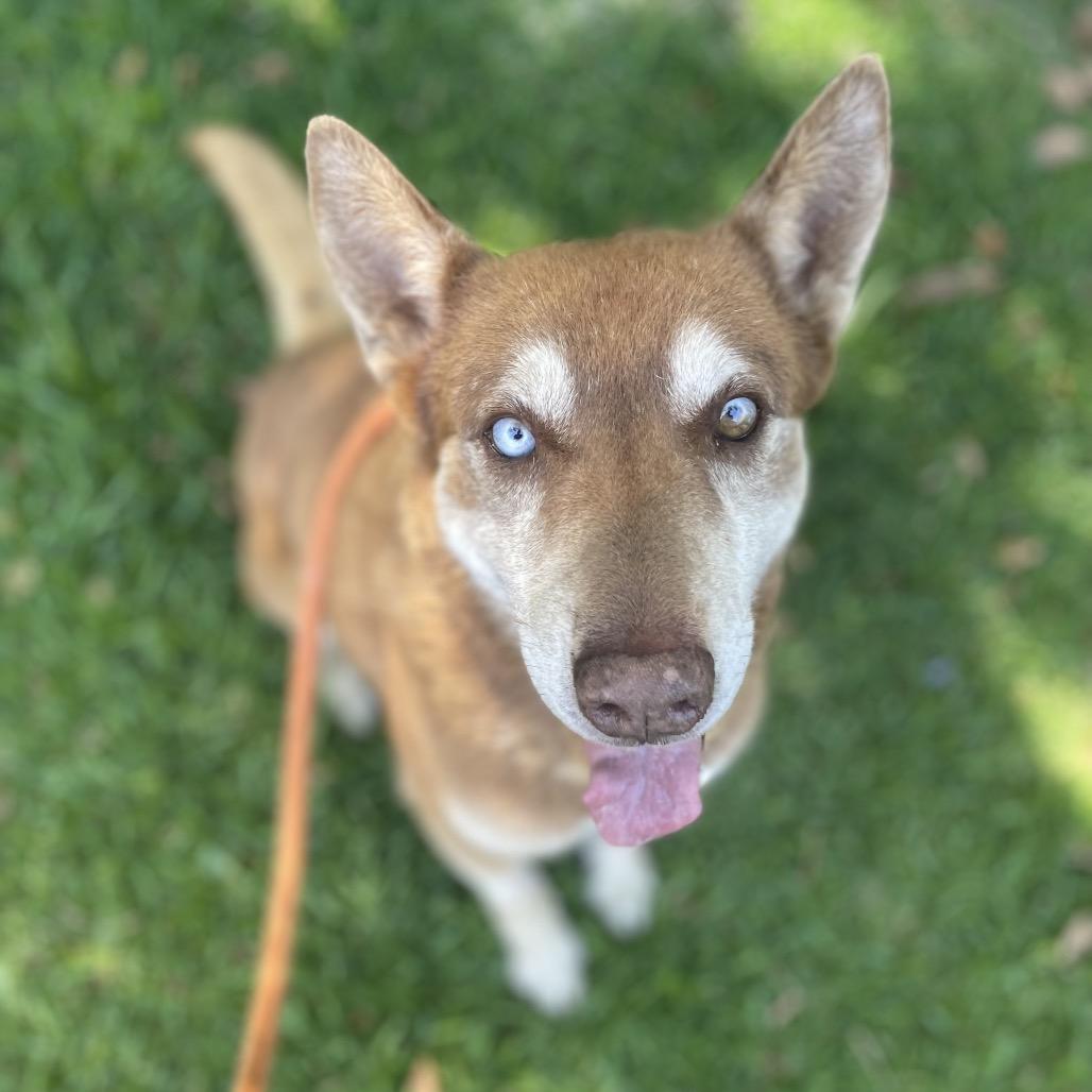 Enlarge Bradley, a Adoptable mixed breed in Long Beach, CA image 1/4