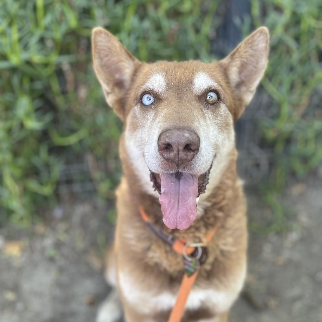 Enlarge Bradley, a Adoptable mixed breed in Long Beach, CA image 2/4