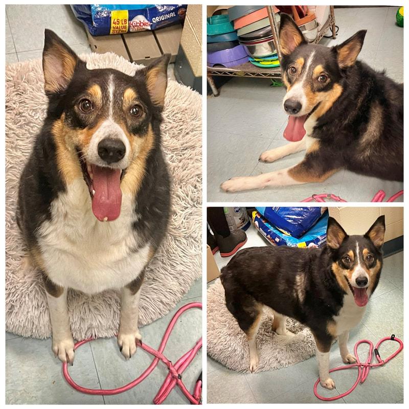 Mollie, Adoptable, Adult Female Australian Shepherd.