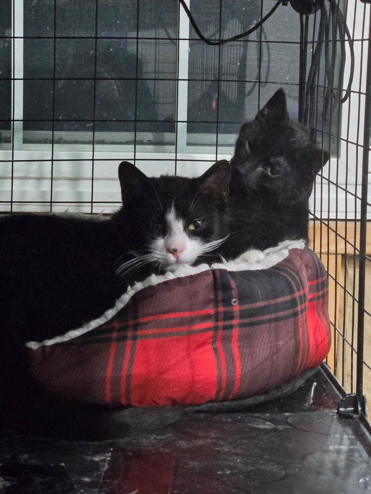 Sizzle, Adoptable, Kitten Female Domestic Medium Hair.