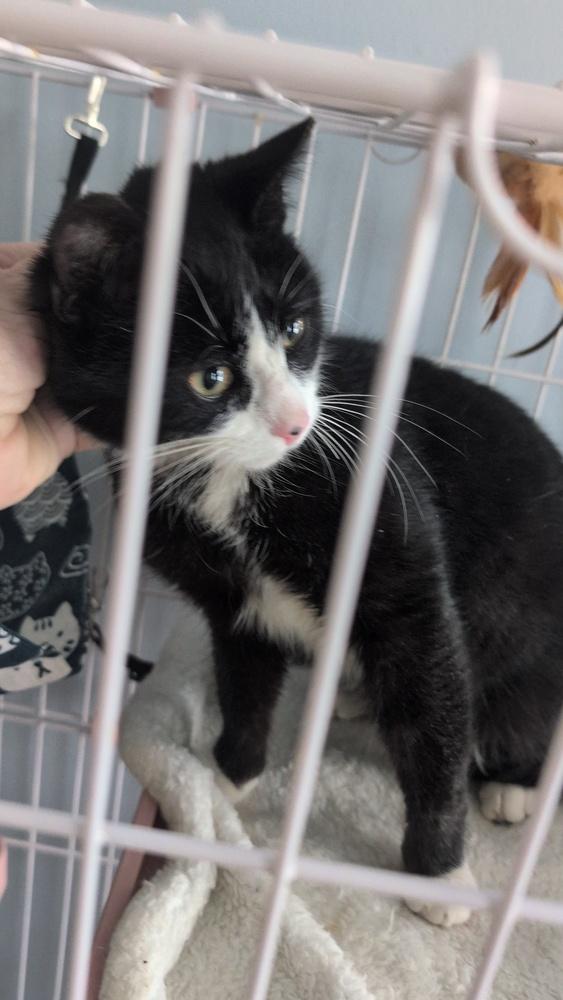 Enlarge Sizzle, a Adoptable Domestic Medium Hair in Springdale, PA image 2/4