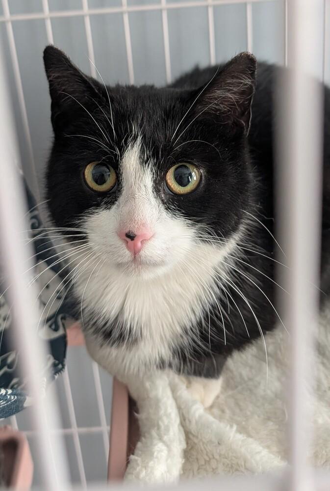 Enlarge Sizzle, a Adoptable Domestic Medium Hair in Springdale, PA image 4/4