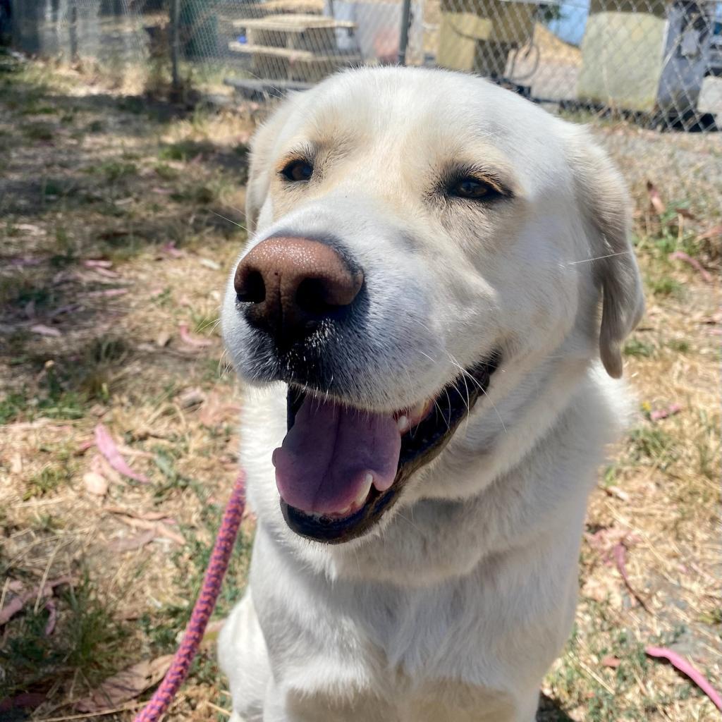 Enlarge Leo, a Adoptable mixed breed in Kensington, CA image 4/5