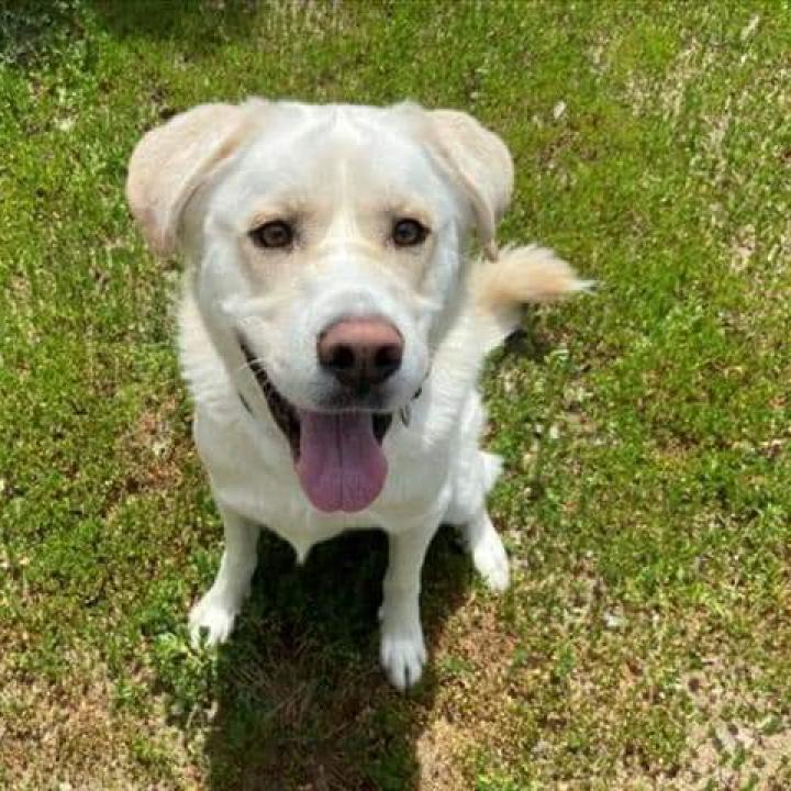 Enlarge Leo, a Adoptable mixed breed in Kensington, CA image 2/5