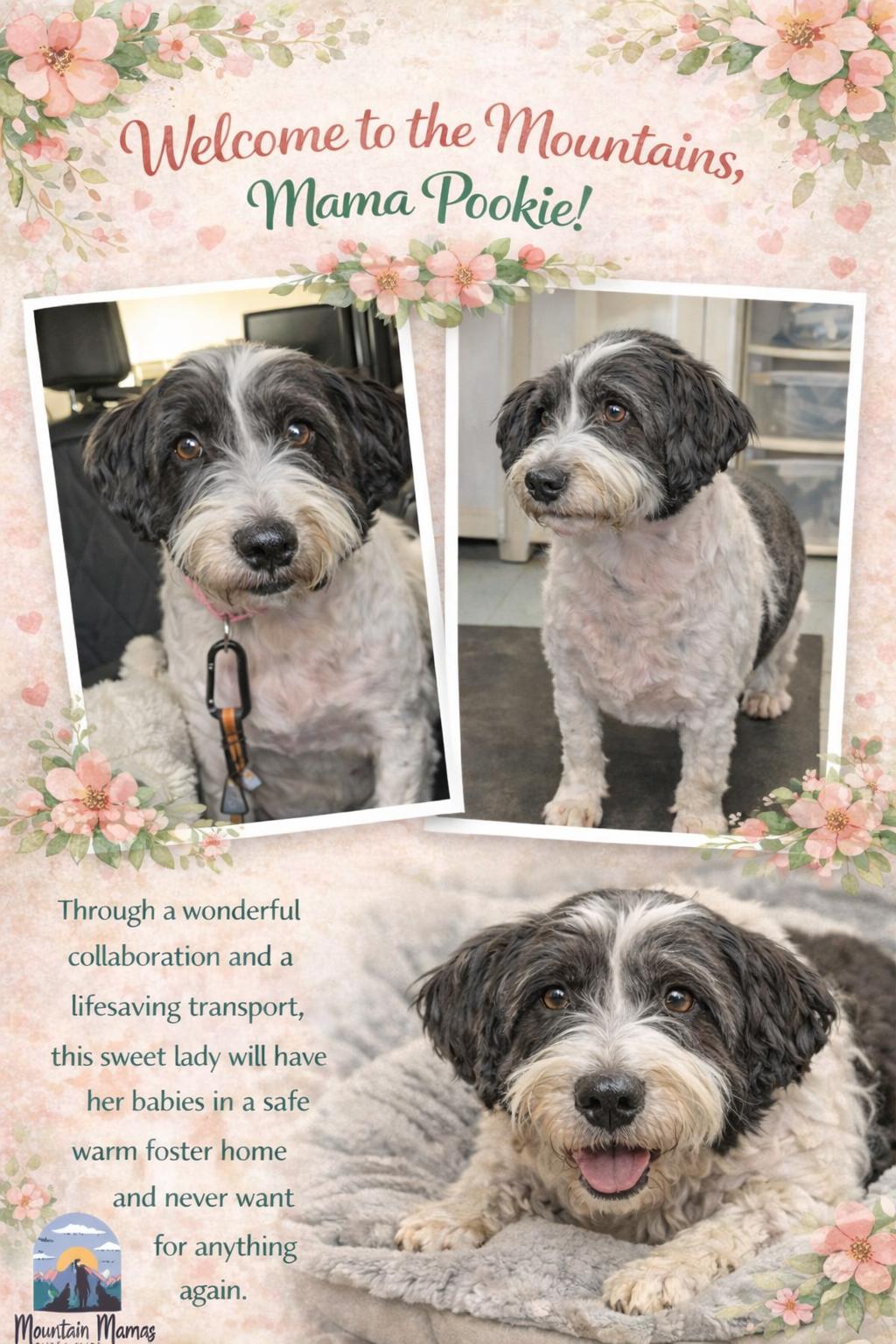 Enlarge Pookie, a Adopted mixed breed in Midway, UT image 1/1