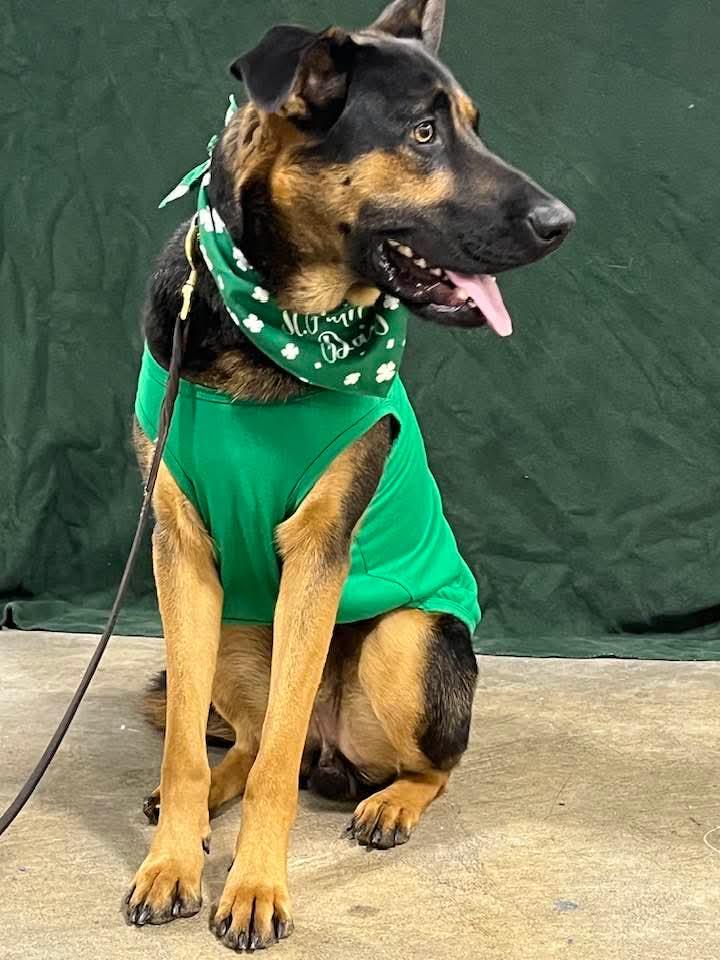 Enlarge Sam, a Adoptable mixed breed in Carey, OH image 2/2