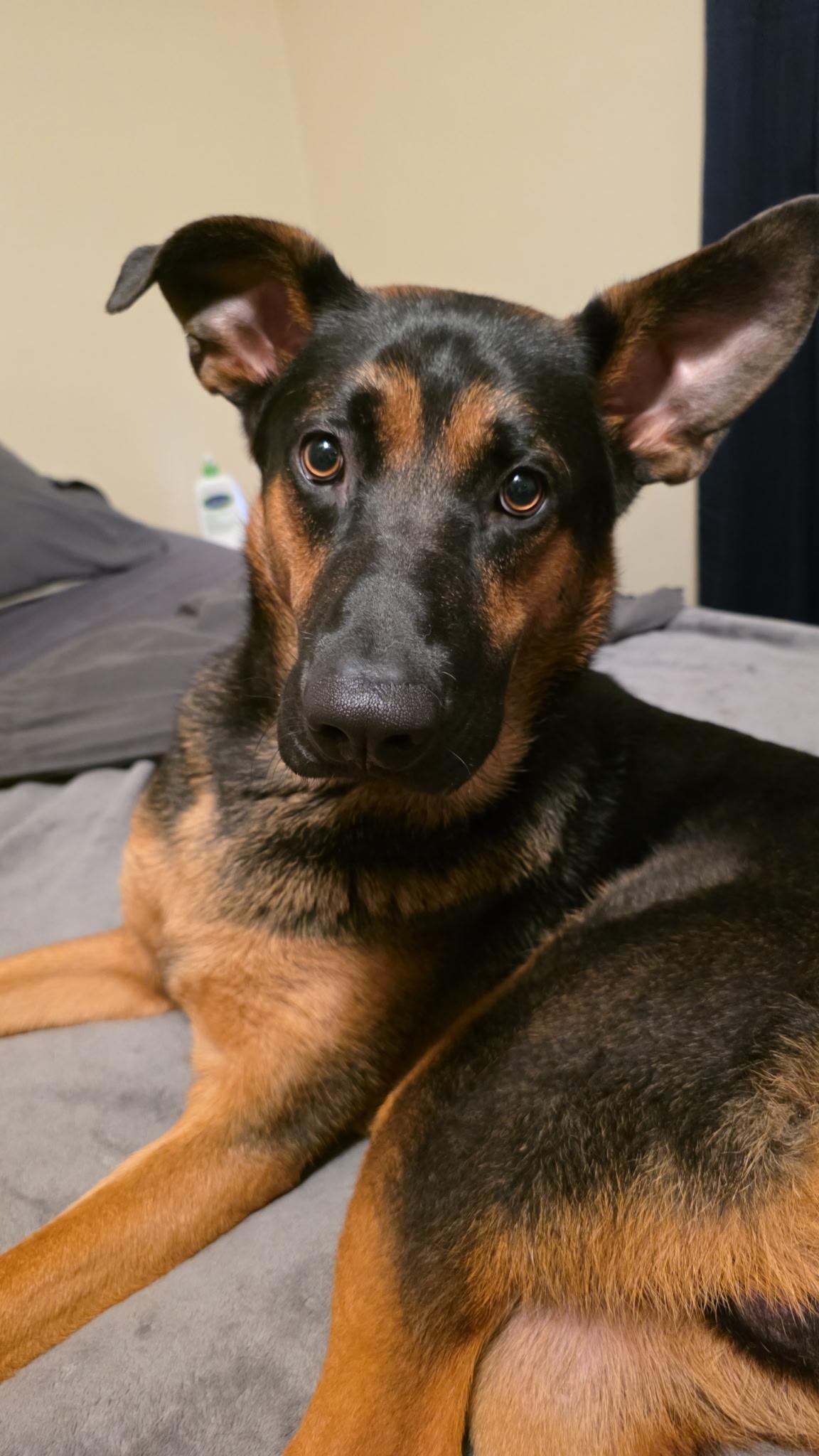 Enlarge Sam, a Adoptable mixed breed in Carey, OH image 1/2