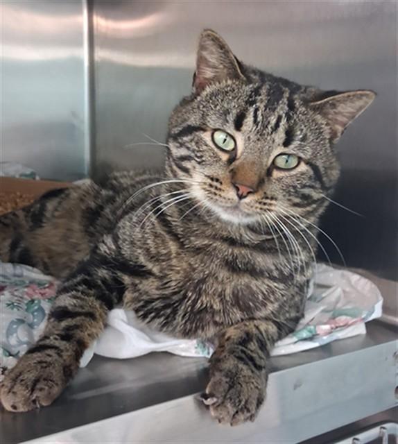 Enlarge BIG POPPA, a Adoptable Domestic Short Hair in Fort Walton Beach, FL image 1/1