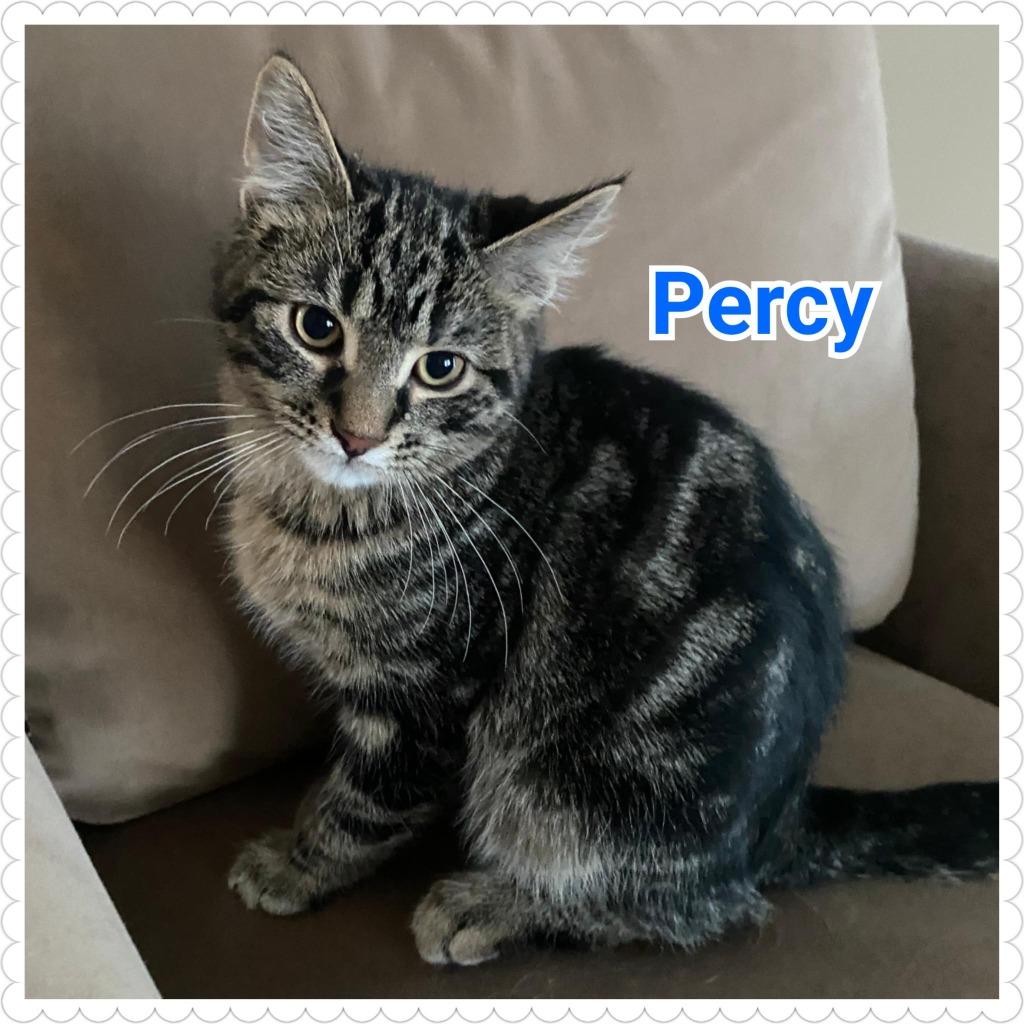 Percy, Adopted, Kitten Male Domestic Short Hair.