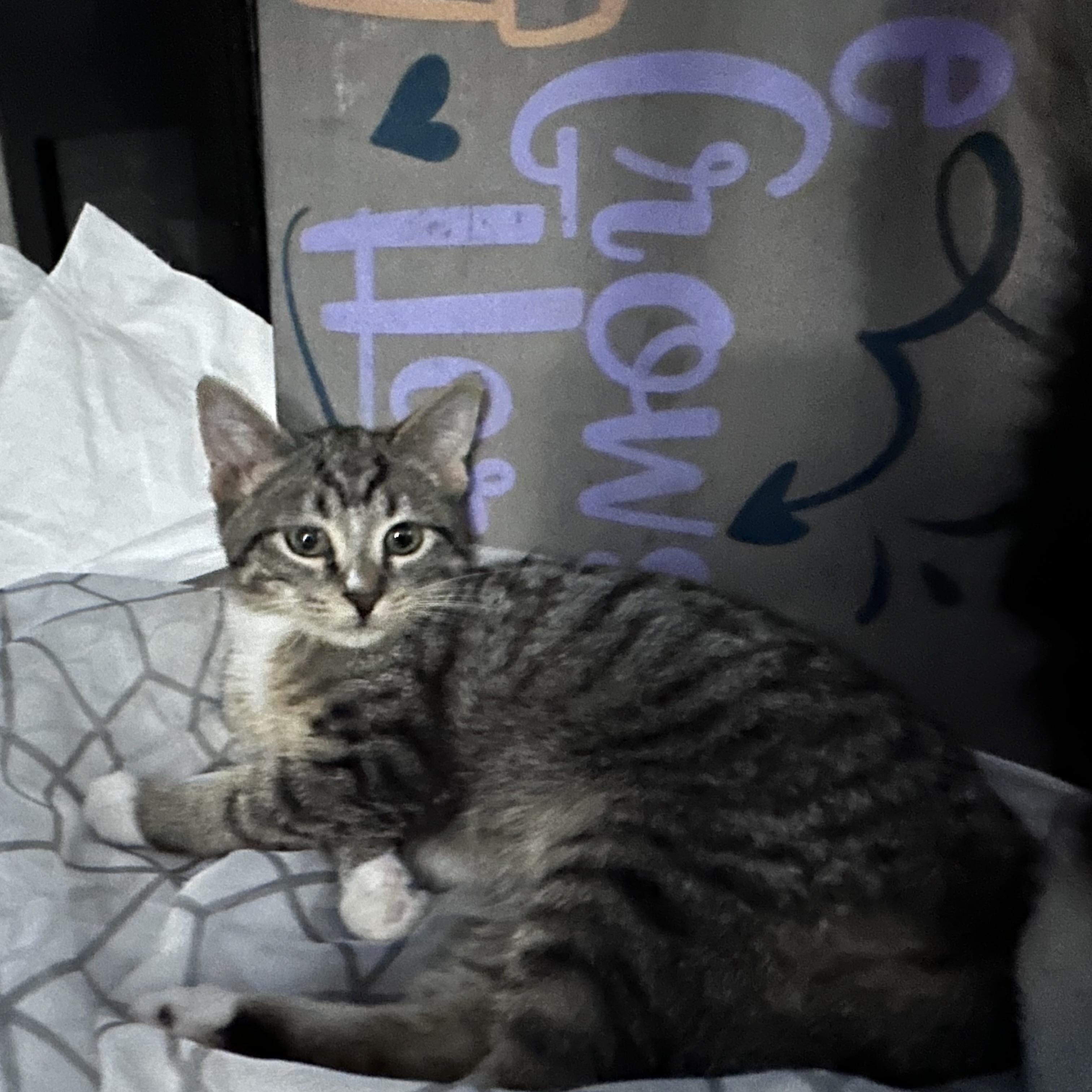 Enlarge Mojo Jojo, a Adoptable Domestic Short Hair in Milwaukee, WI image 3/4