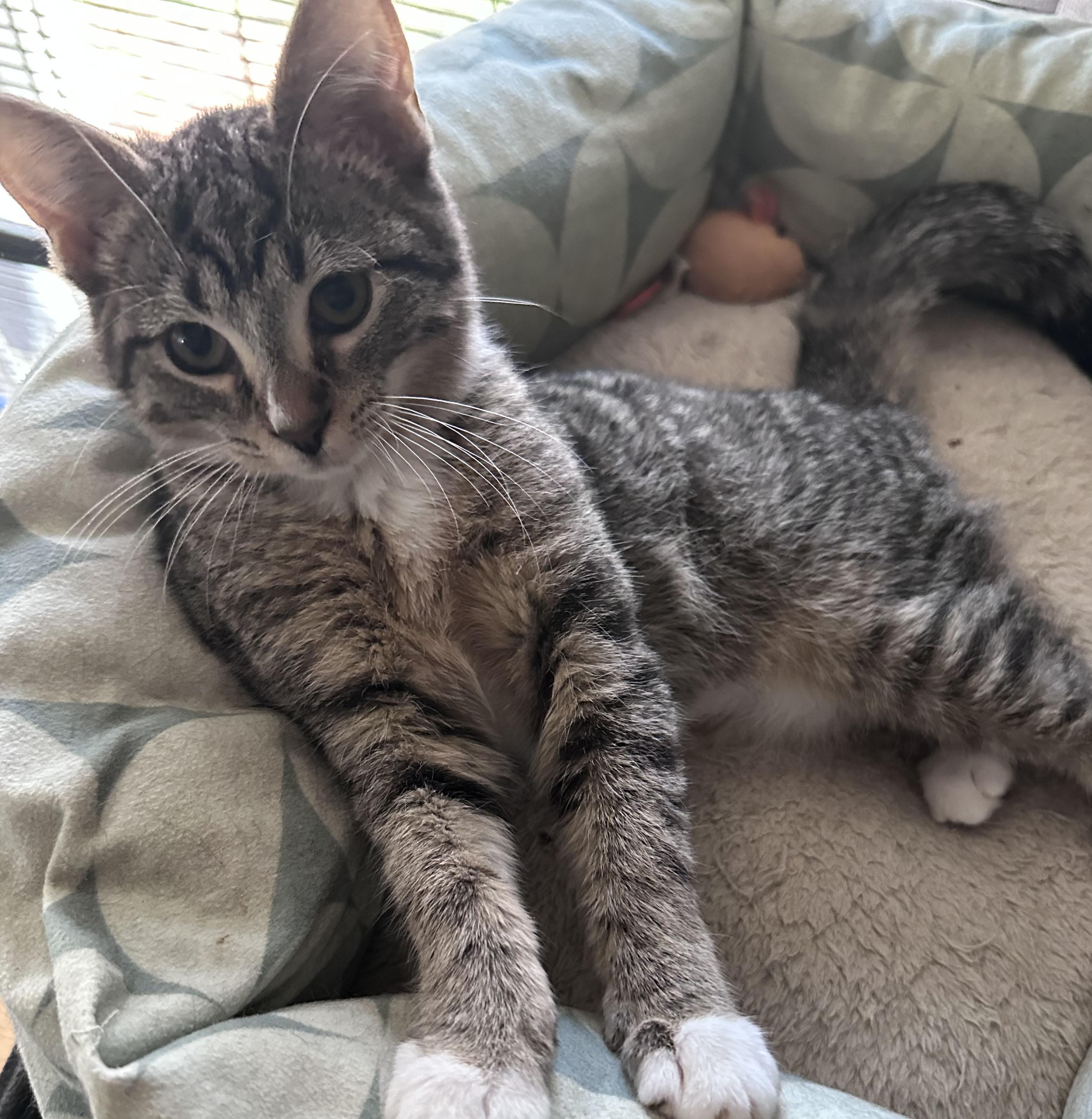 Mojo Jojo, Adoptable, Kitten Male Domestic Short Hair.