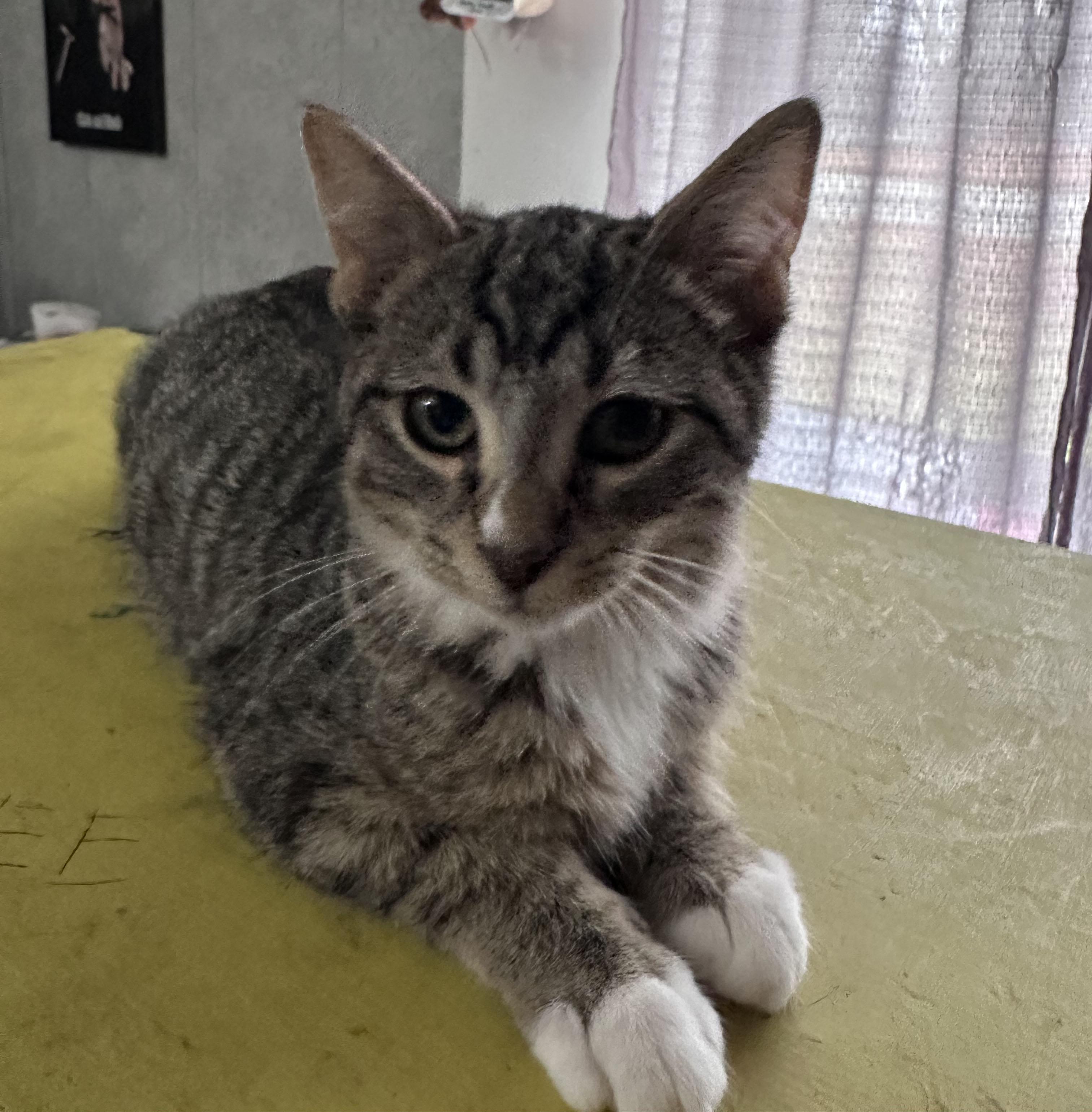 Enlarge Mojo Jojo, a Adoptable Domestic Short Hair in Milwaukee, WI image 4/4