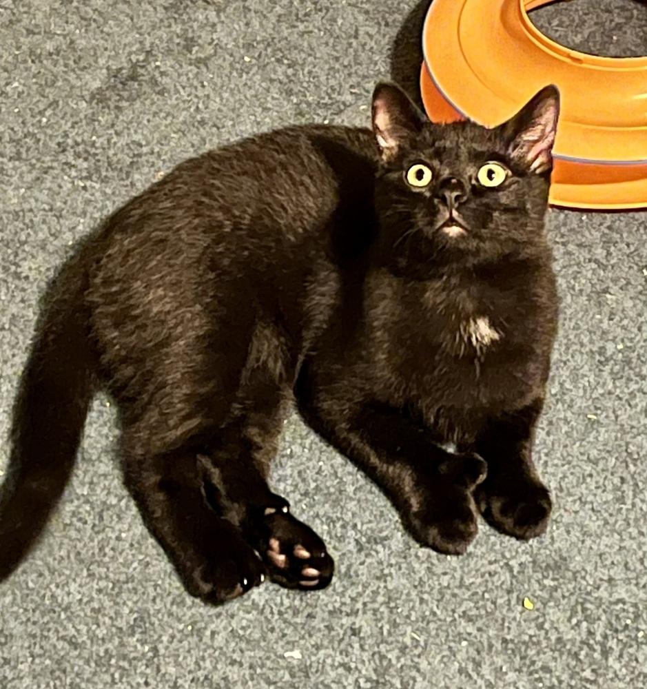 Jet (BONDED PAIR), Adoptable, Kitten Male Domestic Short Hair.