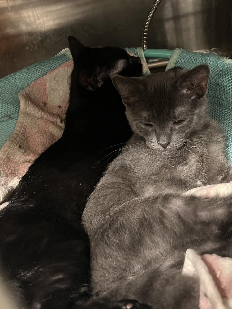 Enlarge Jet (BONDED PAIR), a Adoptable Domestic Short Hair in Bolton, CT image 2/6