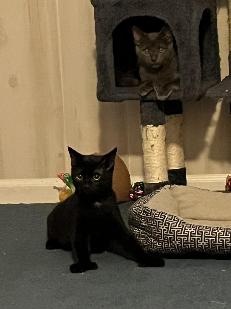 Enlarge Jet (BONDED PAIR), a Adoptable Domestic Short Hair in Bolton, CT image 3/6