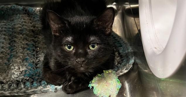 Enlarge Jet (BONDED PAIR), a Adoptable Domestic Short Hair in Bolton, CT image 4/6