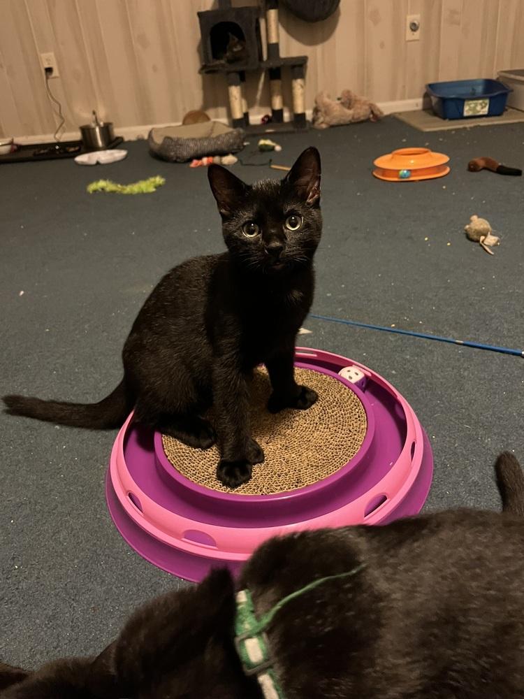 Enlarge Jet (BONDED PAIR), a Adoptable Domestic Short Hair in Bolton, CT image 6/6